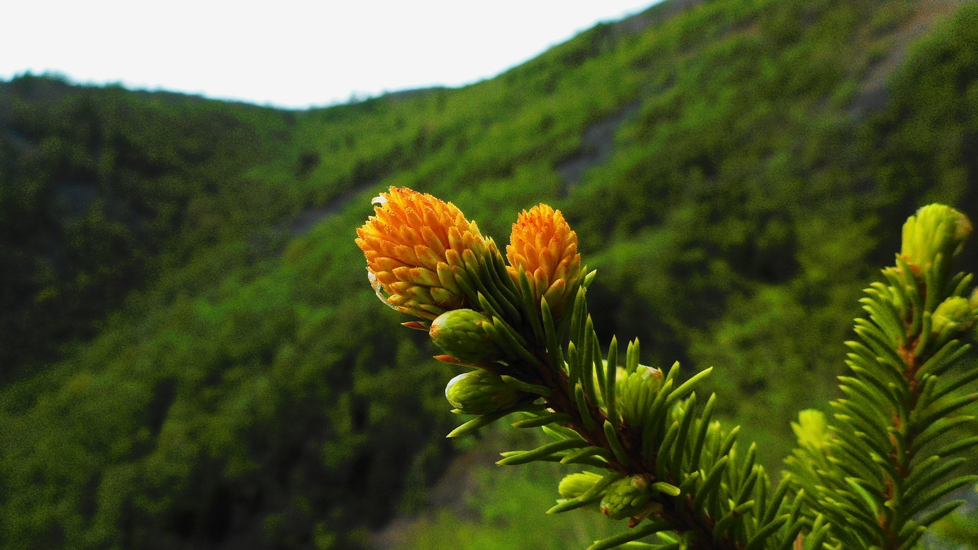 Обои ветка, природа, растения, хвоя, фон, иголки, branch, nature, plants, needles, background разрешение 3648x2736 Загрузить