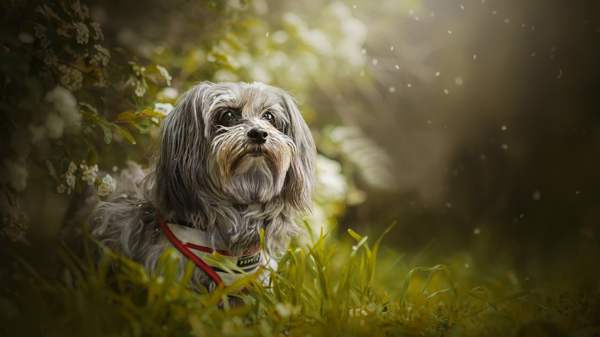 Обои трава, собака, боке, гаванский бишон, shanti, grass, dog, bokeh, the havanese разрешение 2048x1298 Загрузить