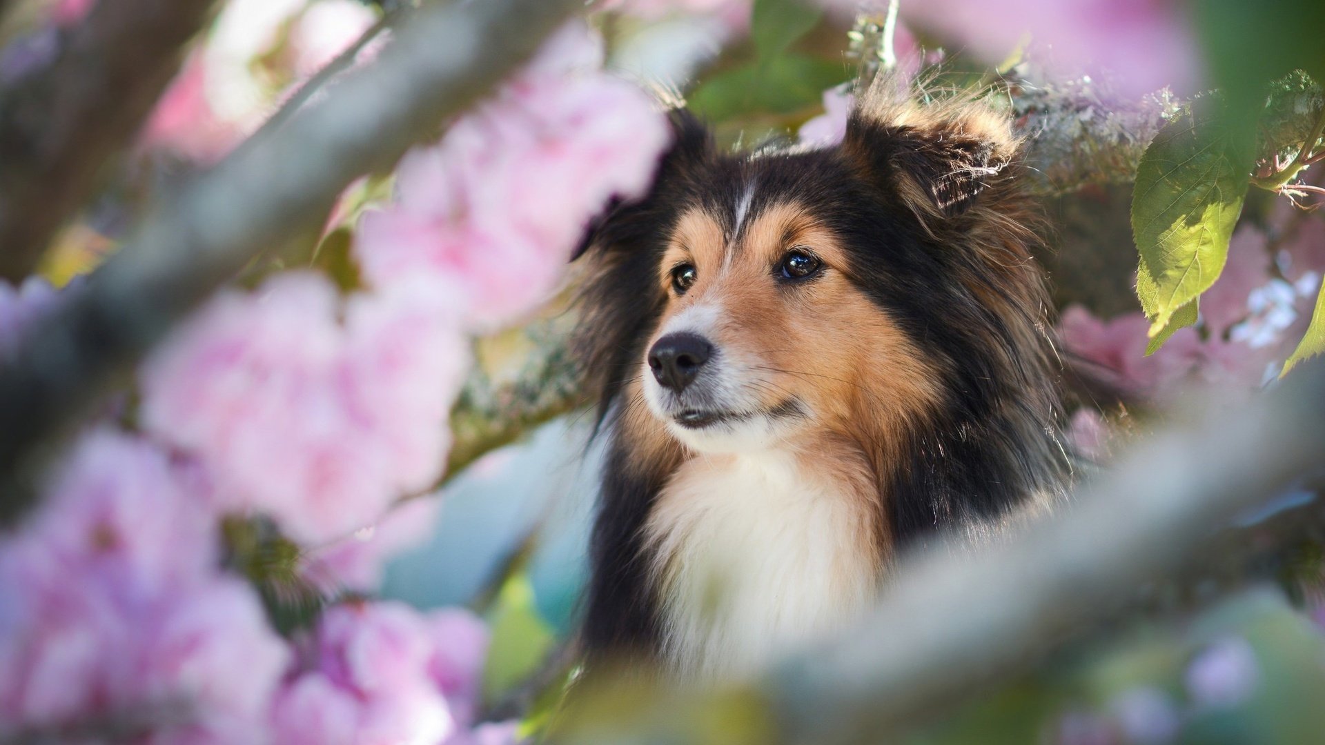 Обои морда, ветки, собака, весна, шелти, шетландская овчарка, face, branches, dog, spring, sheltie, shetland sheepdog разрешение 2048x1365 Загрузить