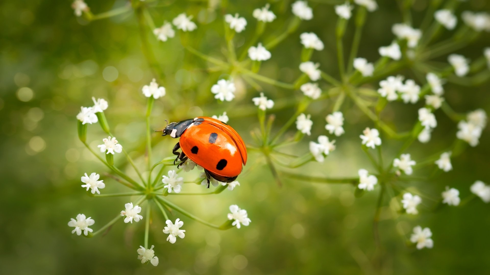 Обои цветы, насекомое, божья коровка, крупный план, flowers, insect, ladybug, close-up разрешение 2500x1569 Загрузить