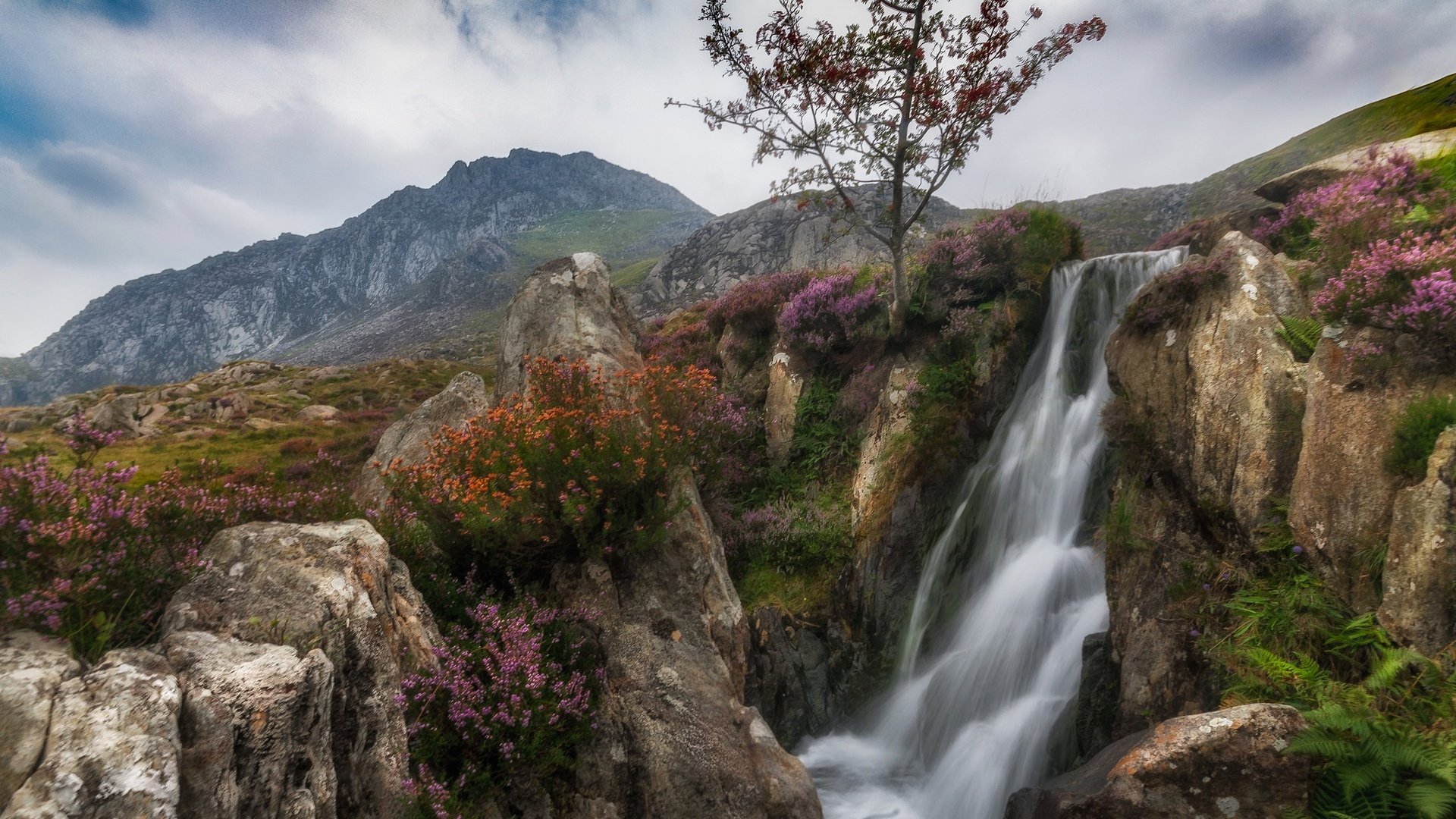 Обои цветы, горы, скалы, дерево, водопад, поток, уэльс, сноудония, flowers, mountains, rocks, tree, waterfall, stream, wales, snowdonia разрешение 2048x1152 Загрузить