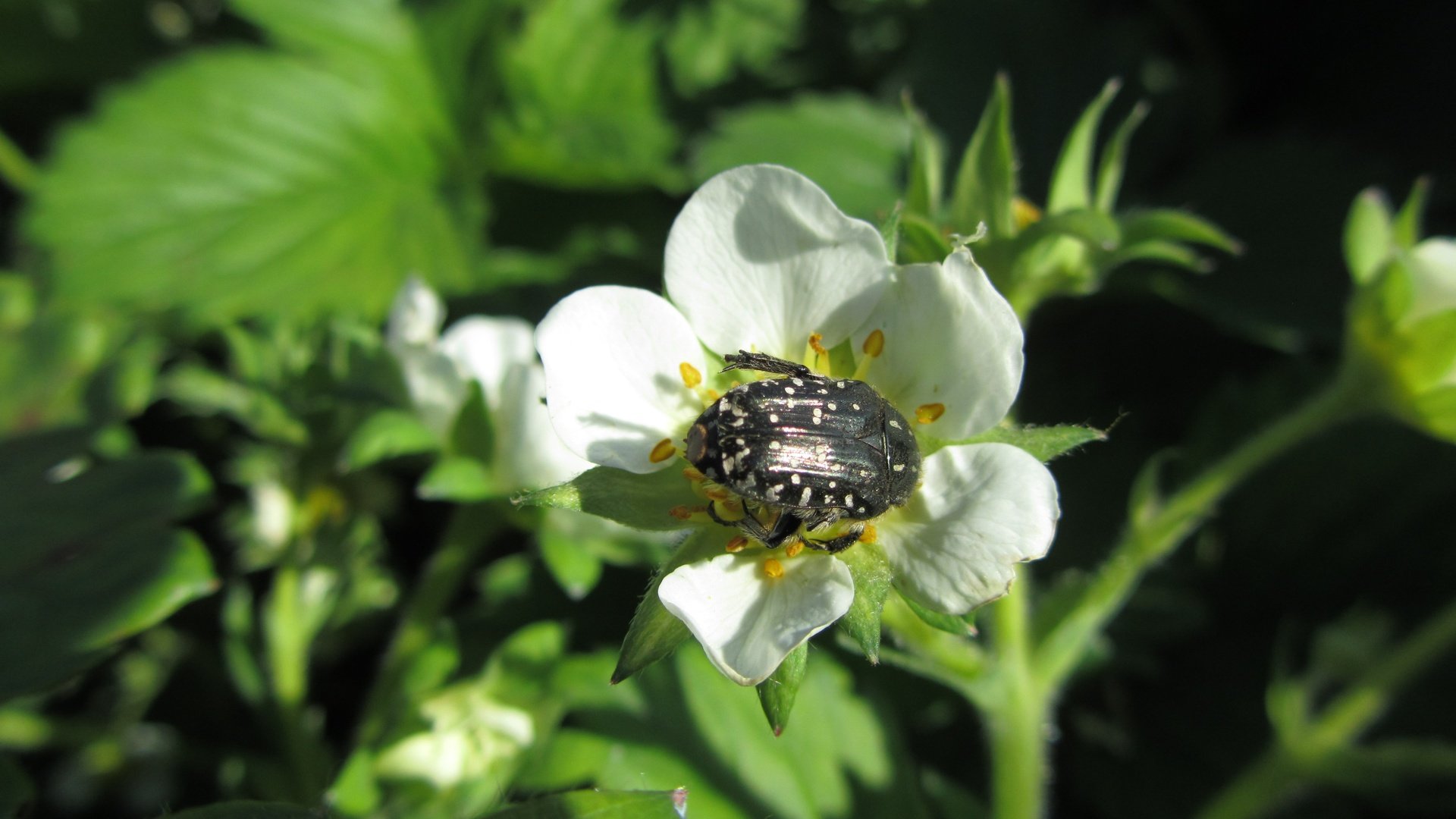 Обои цветы, природа, листья, жук, насекомое, фон, лепестки, клубника, flowers, nature, leaves, beetle, insect, background, petals, strawberry разрешение 4320x3240 Загрузить