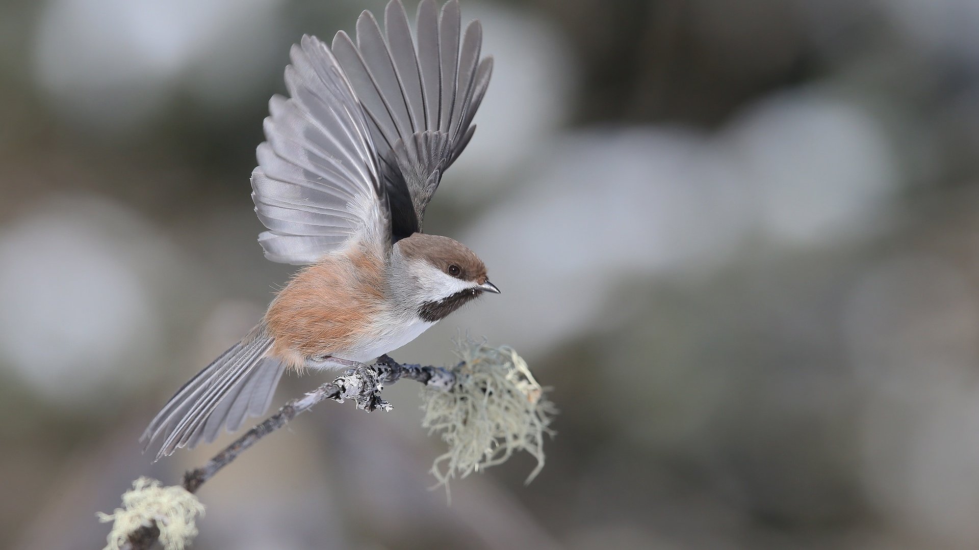 Обои ветка, фон, крылья, птица, воробей, branch, background, wings, bird, sparrow разрешение 2048x1365 Загрузить