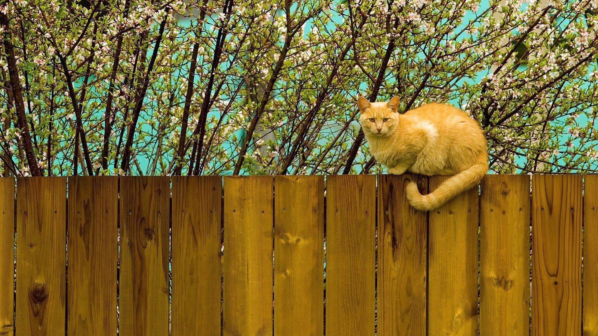 Обои цветение, кот, кошка, забор, весна, рыжий, flowering, cat, the fence, spring, red разрешение 2560x1600 Загрузить