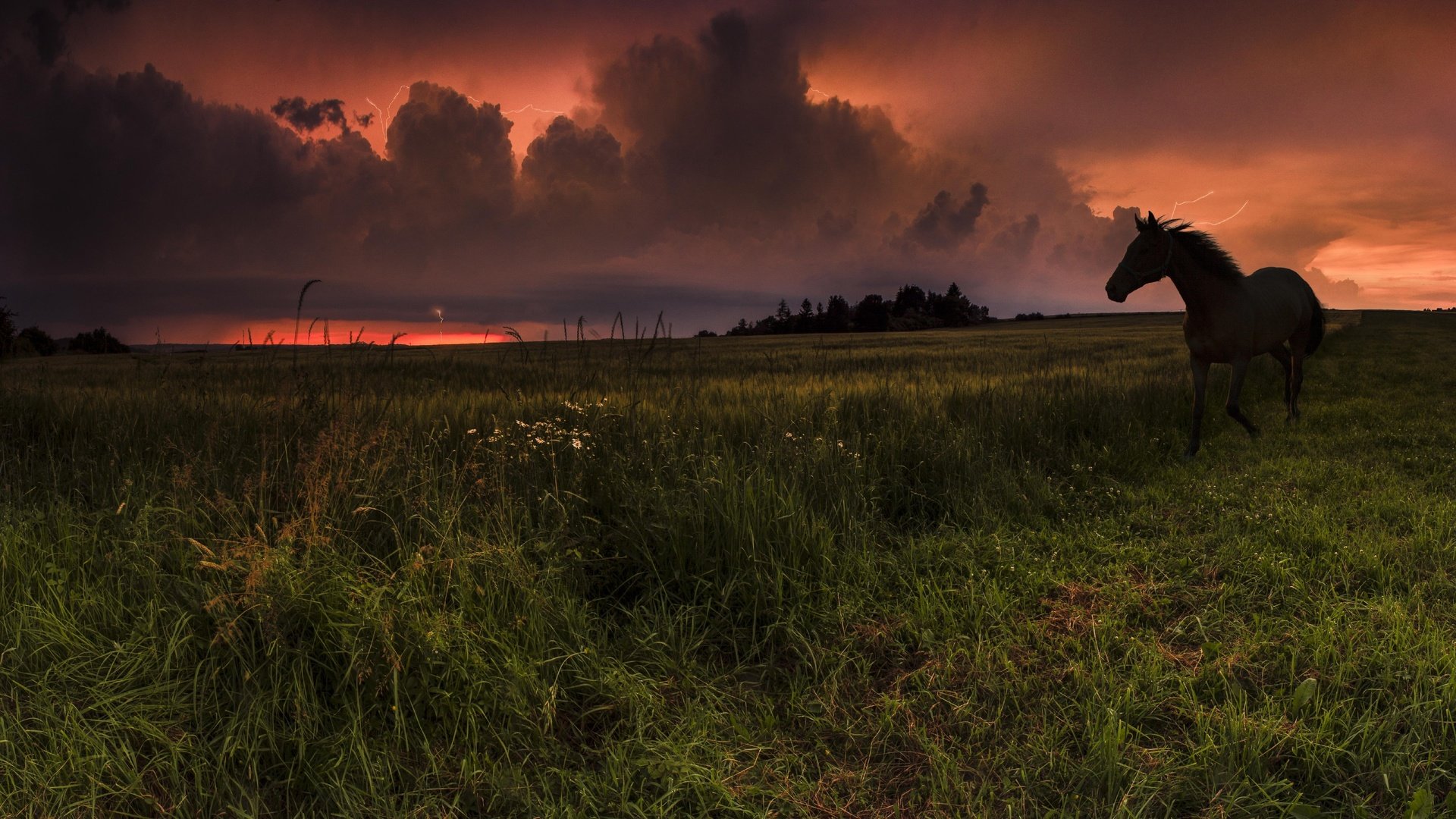 Обои небо, лошадь, трава, облака, закат, конь, the sky, horse, grass, clouds, sunset разрешение 3513x1920 Загрузить