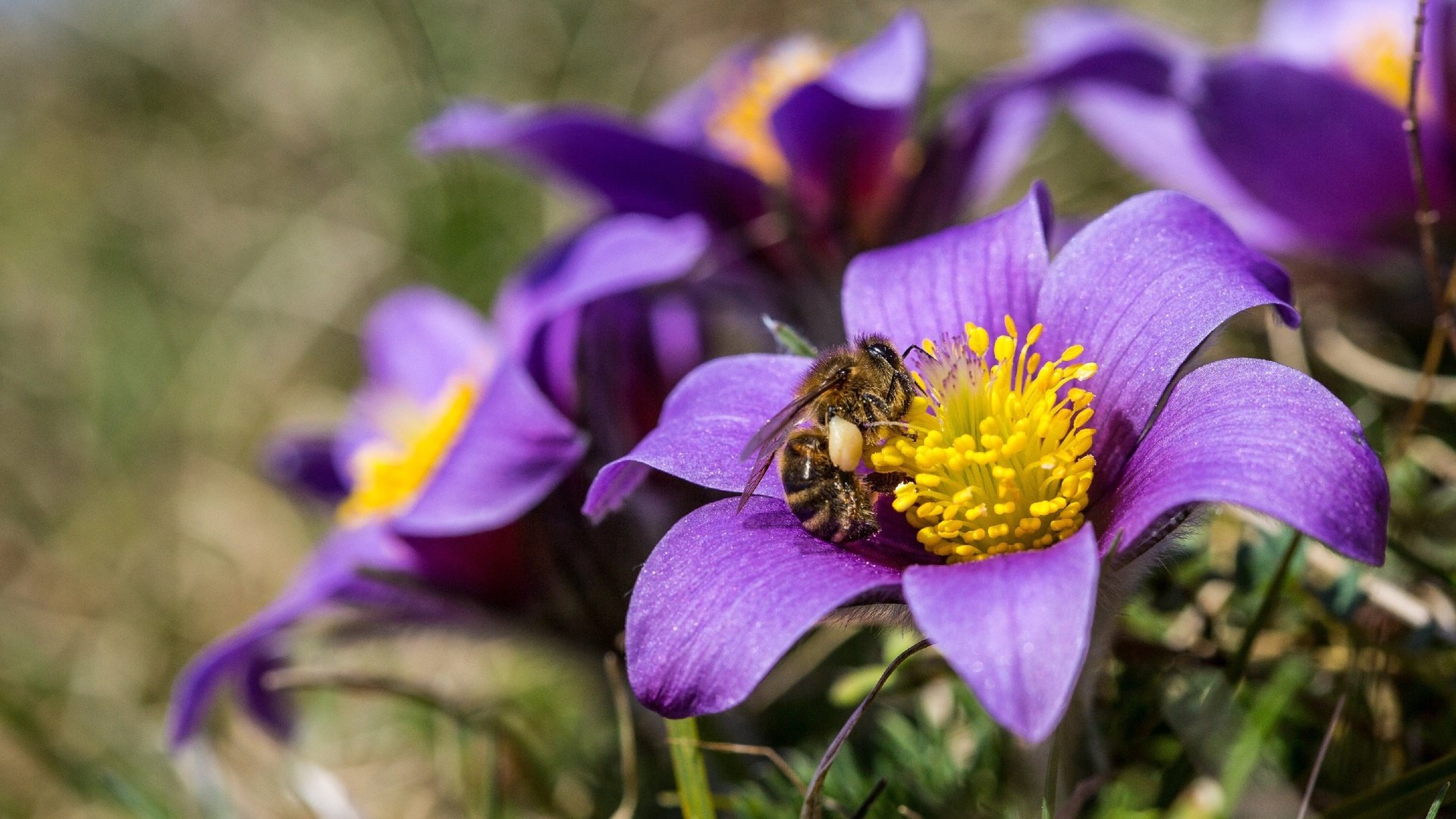 Обои цветы, природа, насекомое, весна, пчела, анемоны, сон-трава, прострел, flowers, nature, insect, spring, bee, anemones, sleep-grass, cross разрешение 2880x1920 Загрузить