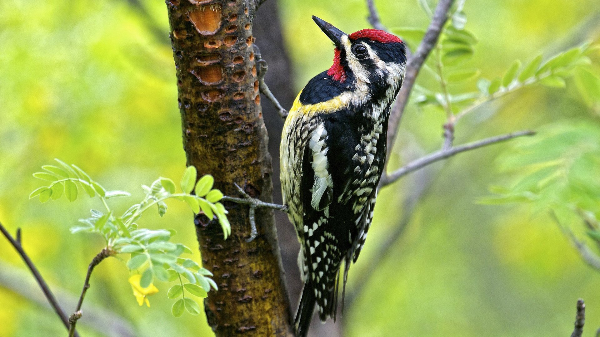 Обои дерево, листья, птица, клюв, перья, дятел, tree, leaves, bird, beak, feathers, woodpecker разрешение 3840x2160 Загрузить