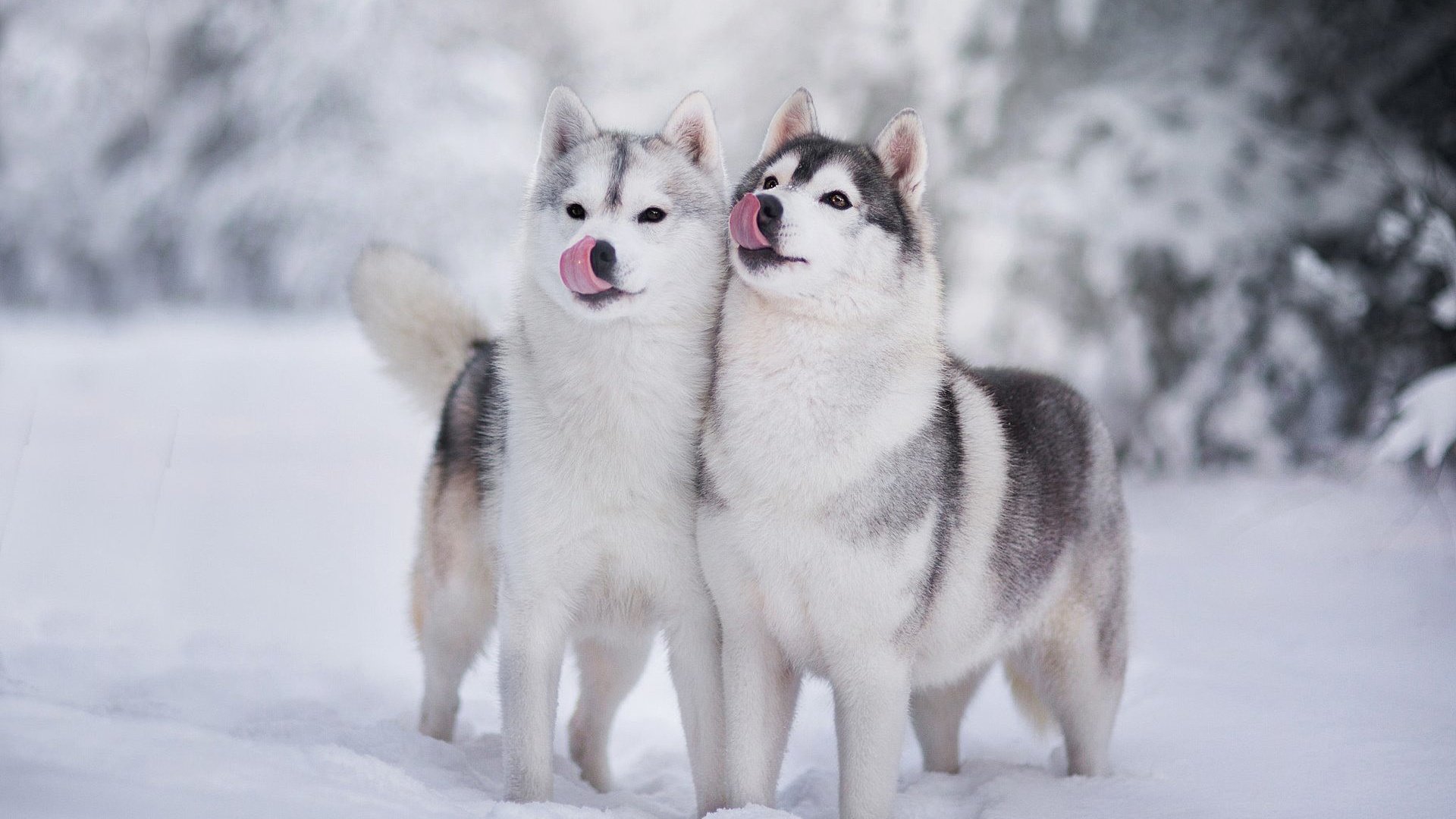 Обои снег, зима, хаски, щенки, язык, собаки, мордочки, snow, winter, husky, puppies, language, dogs, faces разрешение 1920x1200 Загрузить