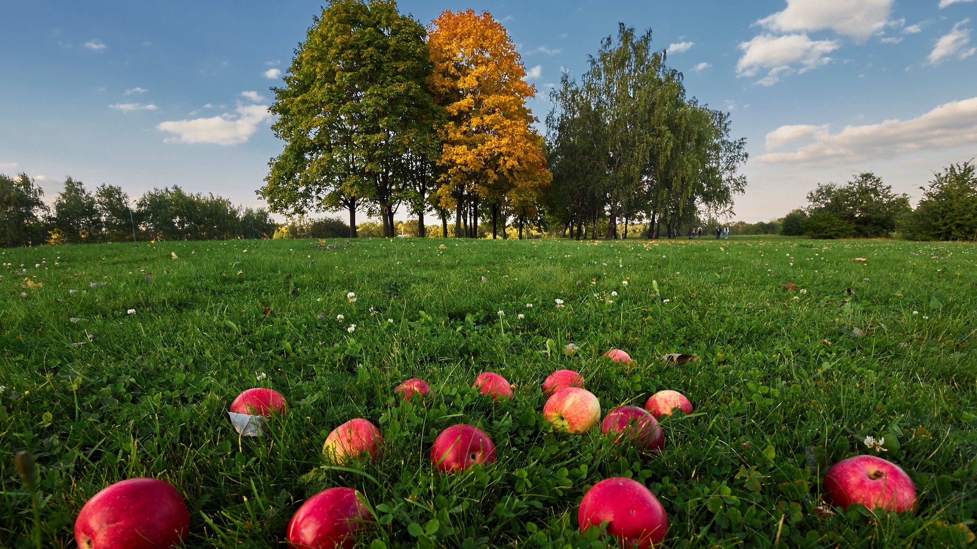 Обои небо, трава, облака, деревья, природа, фрукты, яблоки, the sky, grass, clouds, trees, nature, fruit, apples разрешение 4163x2775 Загрузить