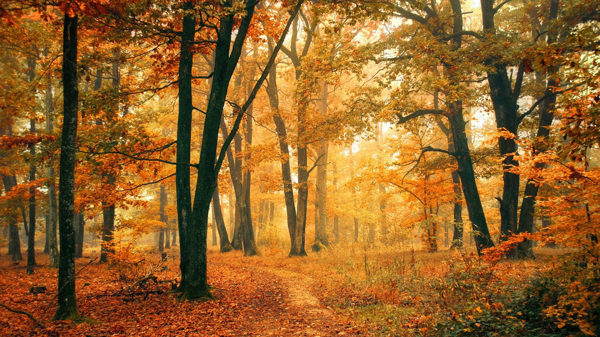 Обои деревья, природа, лес, листья, осень, тропинка, осенние листья, trees, nature, forest, leaves, autumn, path, autumn leaves разрешение 1920x1200 Загрузить