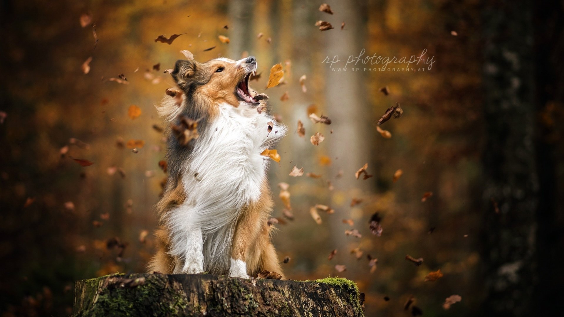 Обои листья, осень, собака, листопад, шелти, шетландская овчарка, leaves, autumn, dog, falling leaves, sheltie, shetland sheepdog разрешение 1920x1200 Загрузить