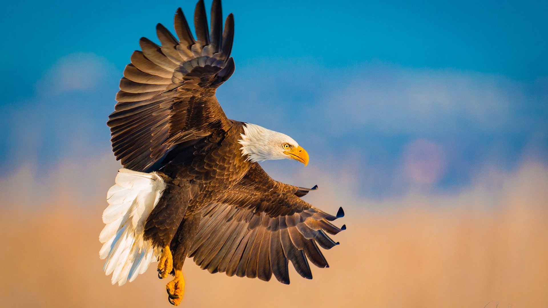 Обои полет, крылья, орел, птица, белоголовый орлан, flight, wings, eagle, bird, bald eagle разрешение 1920x1200 Загрузить