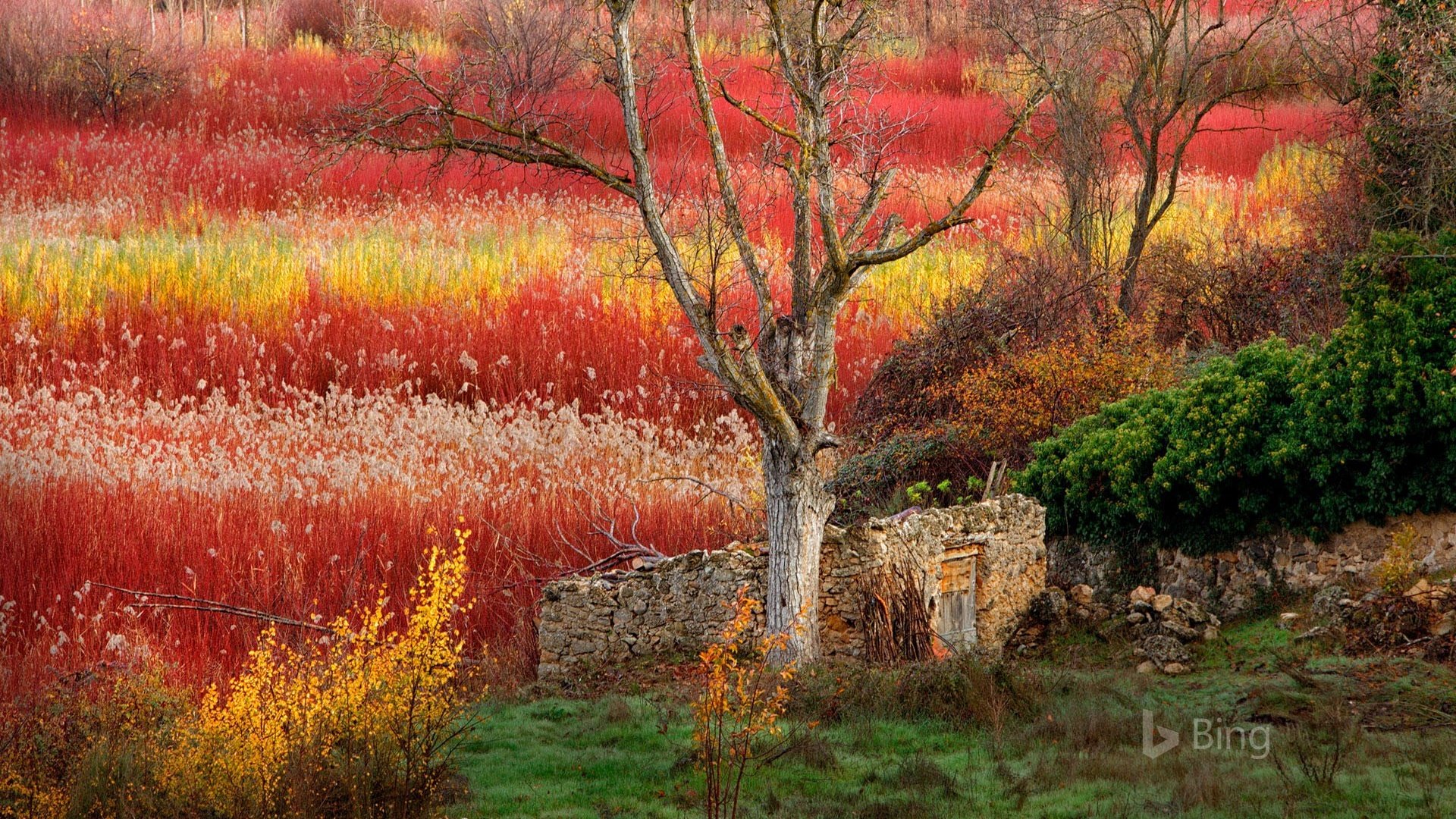 Обои деревья, природа, кусты, испания, хижина, bing, trees, nature, the bushes, spain, hut разрешение 1920x1200 Загрузить