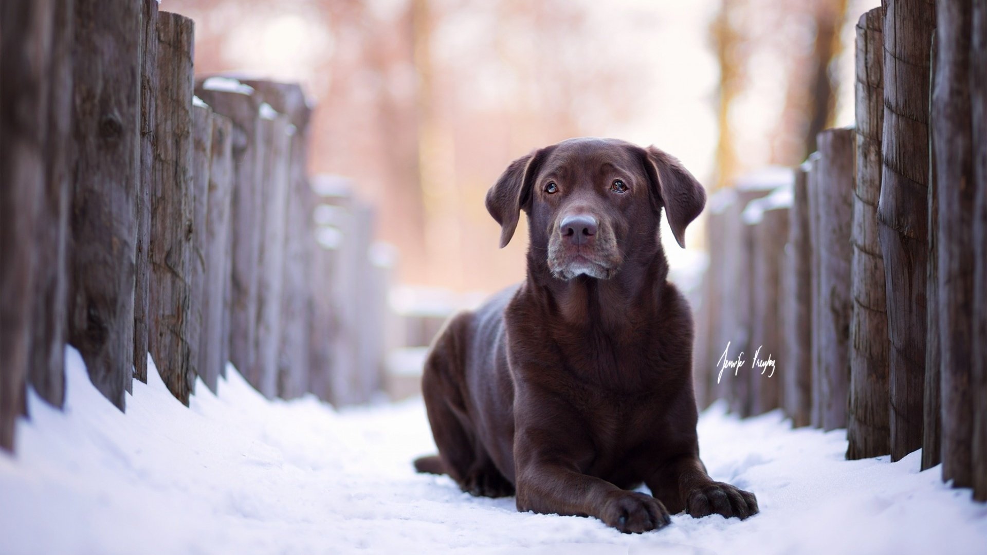 Обои зима, взгляд, собака, лабрадор, ретривер, winter, look, dog, labrador, retriever разрешение 1920x1200 Загрузить