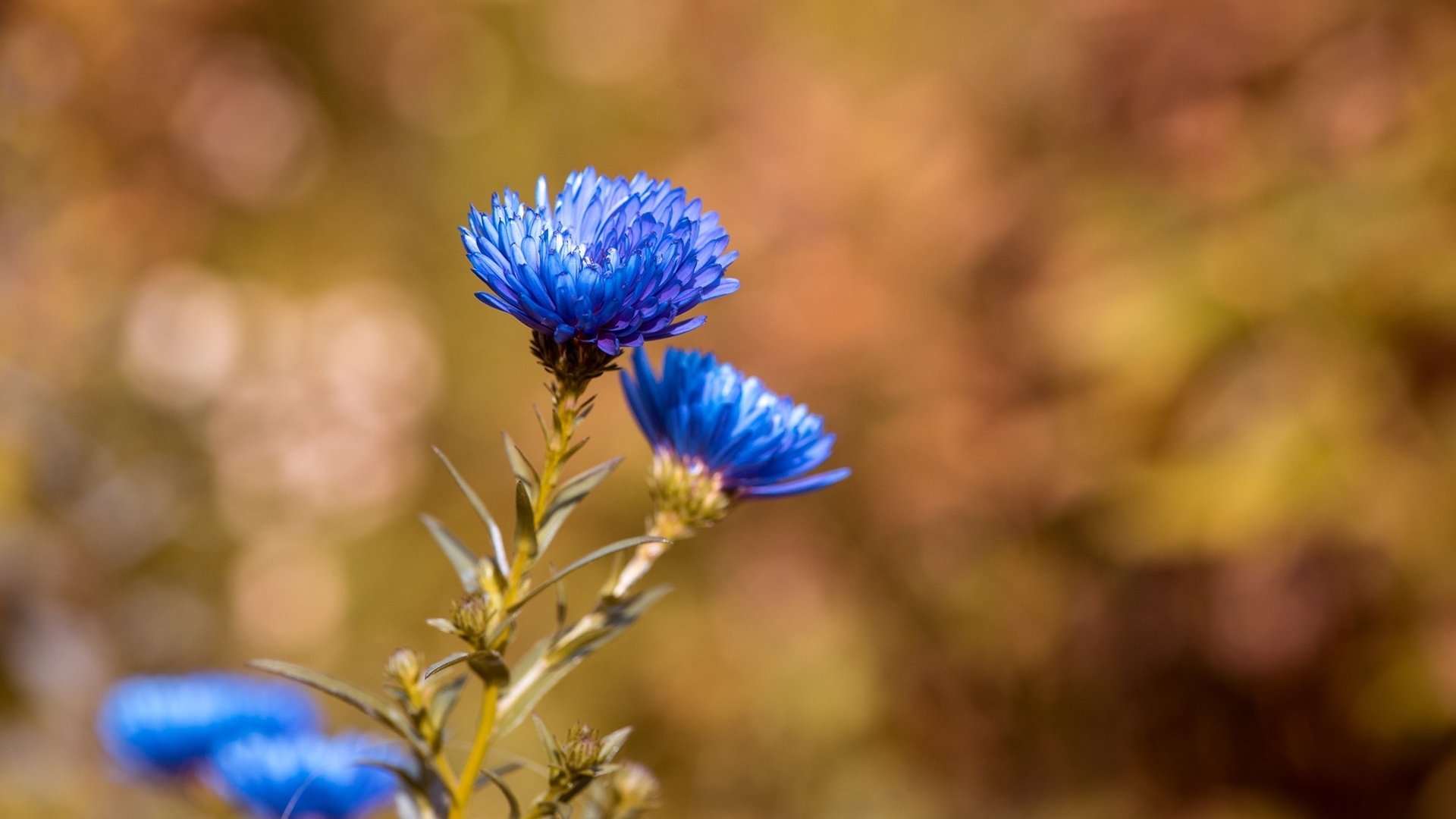 Обои цветы, синие, васильки, flowers, blue, cornflowers разрешение 2000x1335 Загрузить