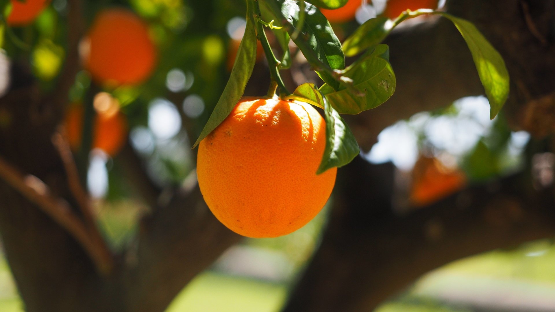 Обои природа, дерево, фрукты, апельсины, nature, tree, fruit, oranges разрешение 4608x3456 Загрузить