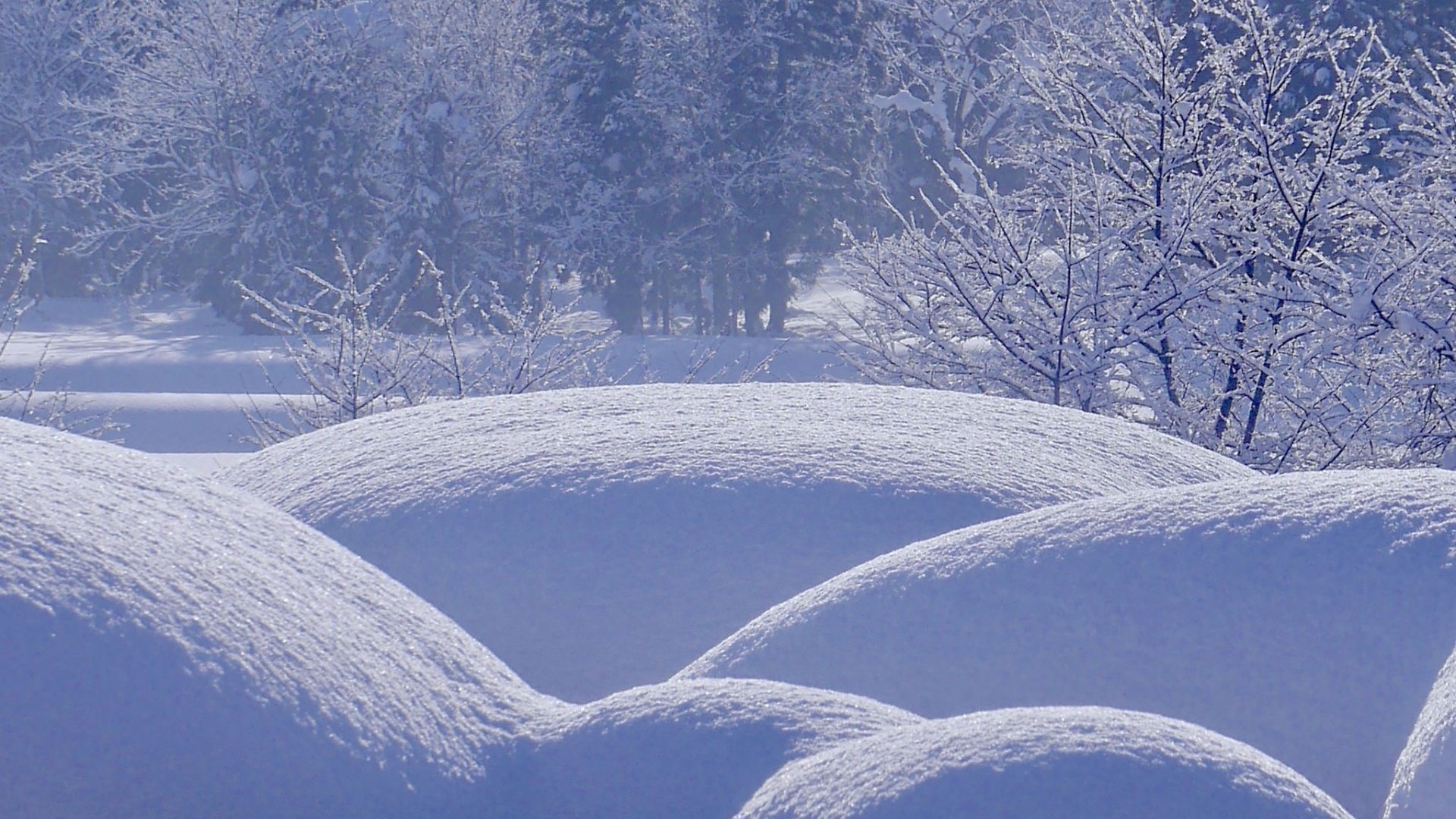 Обои деревья, снег, природа, лес, зима, сугробы, trees, snow, nature, forest, winter, the snow разрешение 1920x1200 Загрузить