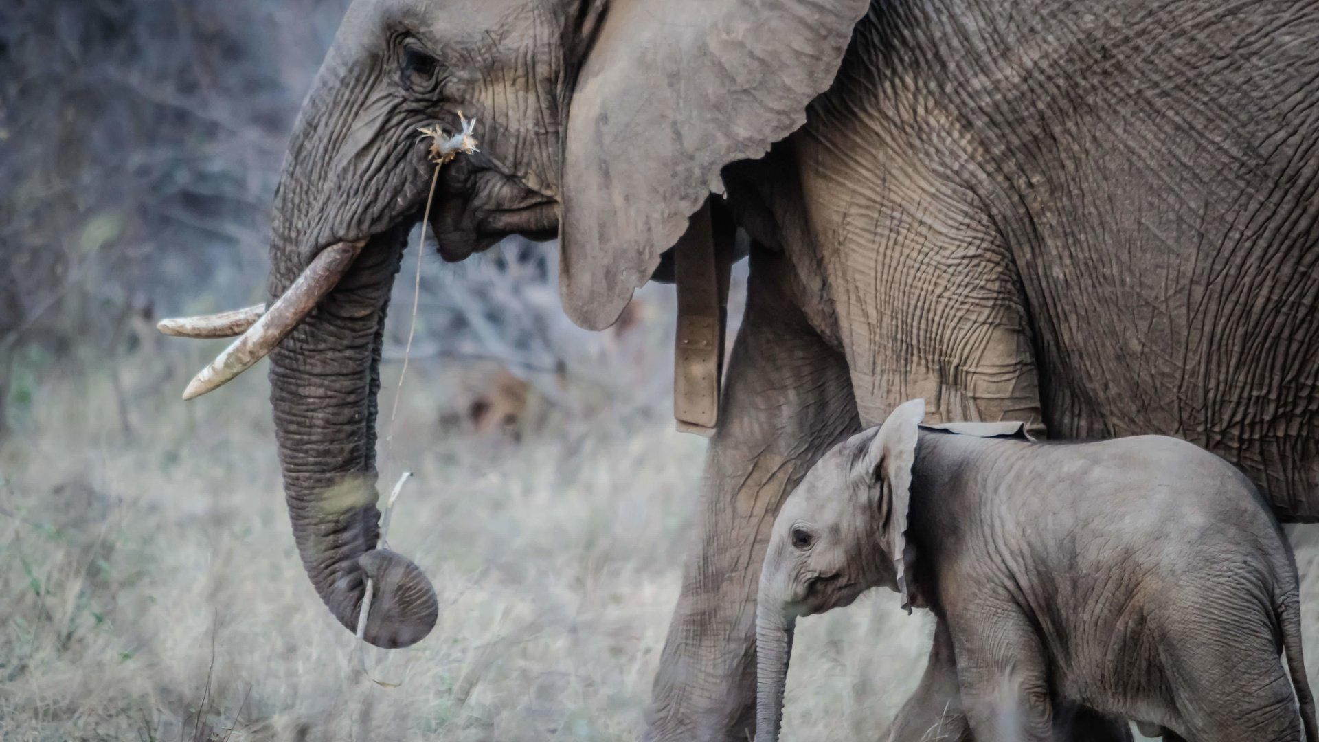 Обои слон, прогулка, слоны, хобот, детеныш, слоненок, бивни, elephant, walk, elephants, trunk, cub, tusks разрешение 5184x3456 Загрузить