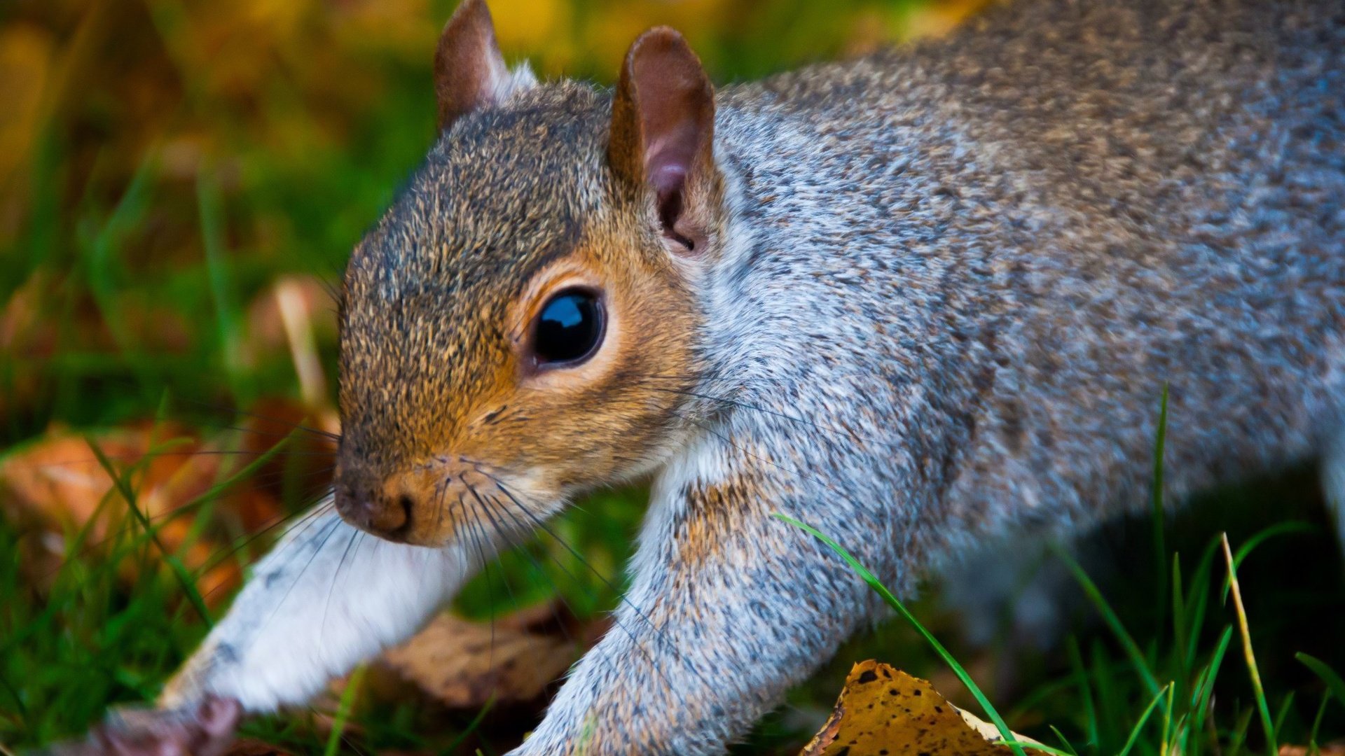 Обои природа, лес, белка, крупный план, белочка, nature, forest, protein, close-up, squirrel разрешение 2048x1360 Загрузить