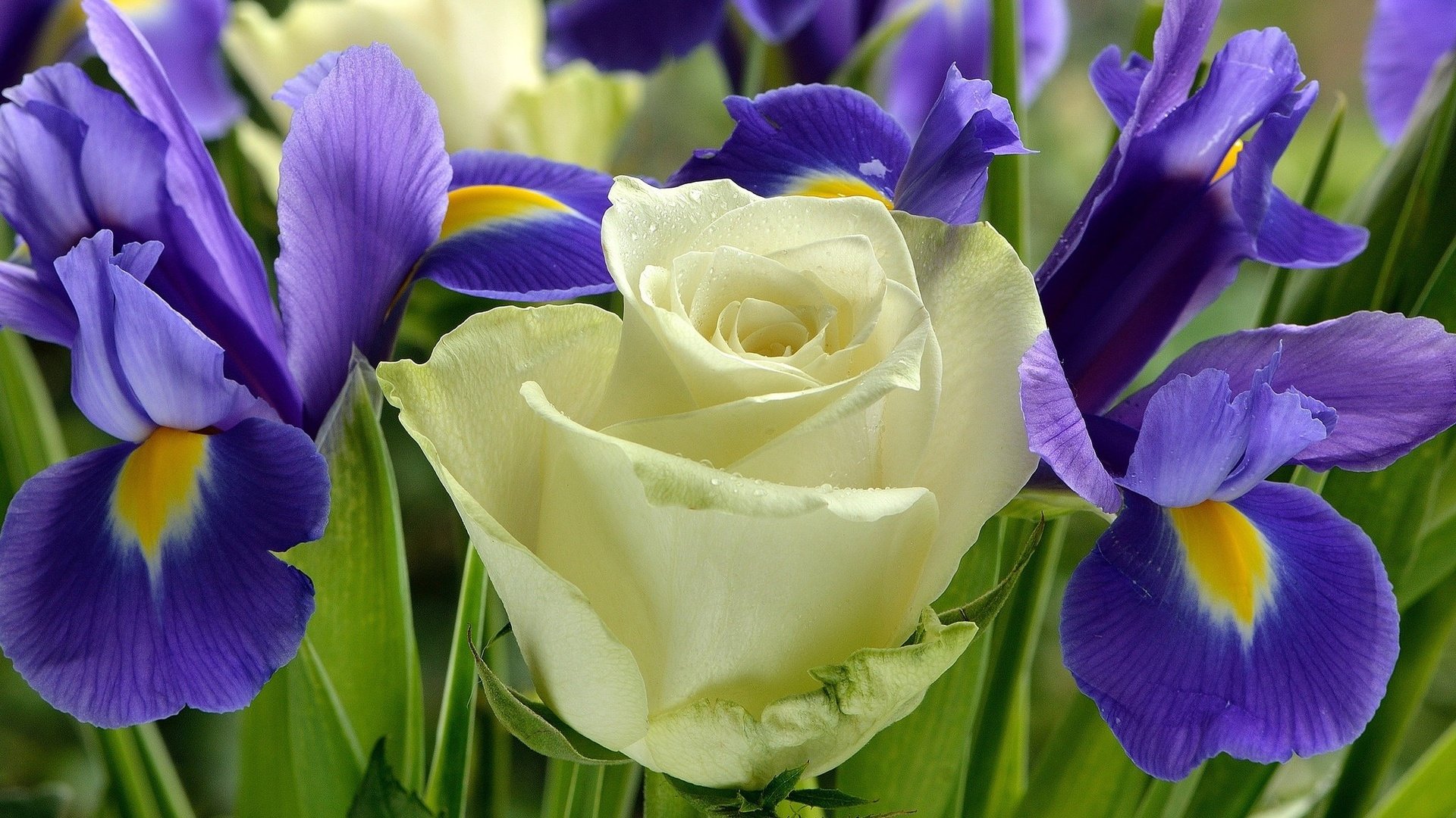 Обои цветы, розы, букет, ирисы, flowers, roses, bouquet, irises разрешение 2048x1401 Загрузить