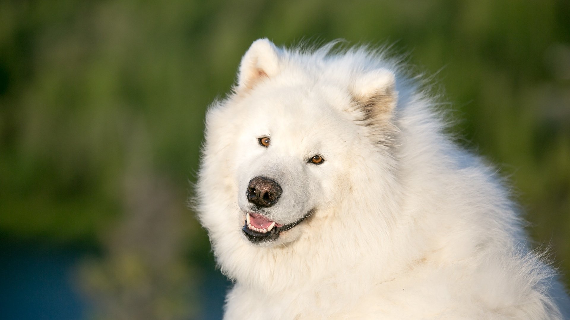 Обои глаза, мордочка, взгляд, собака, самоед, самоедская собака, eyes, muzzle, look, dog, samoyed, the samoyed разрешение 3960x2640 Загрузить