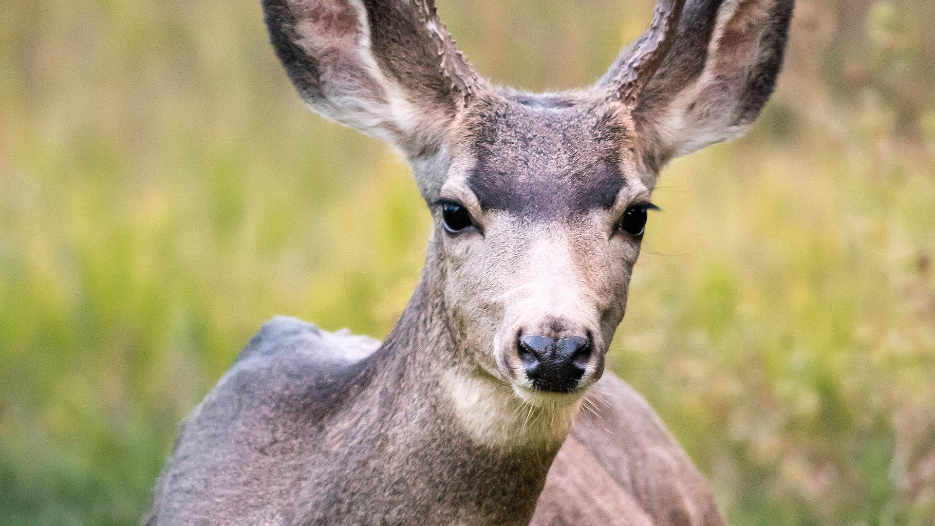 Обои олень, поле, животное, рога, дикая природа, белохвостый олень, кабарга, deer, field, animal, horns, wildlife, white-tailed deer, musk deer разрешение 2200x3300 Загрузить