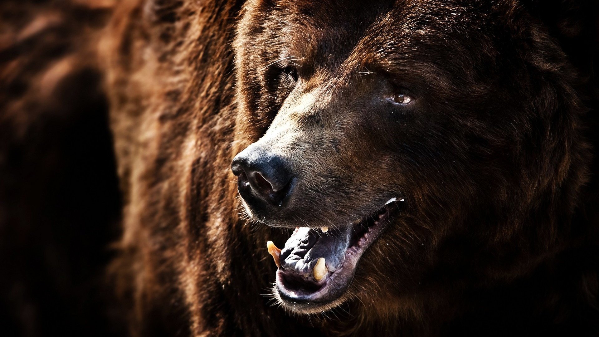 Обои медведь, клыки, черный фон, пасть, бурый медведь, bear, fangs, black background, mouth, brown bear разрешение 1920x1200 Загрузить