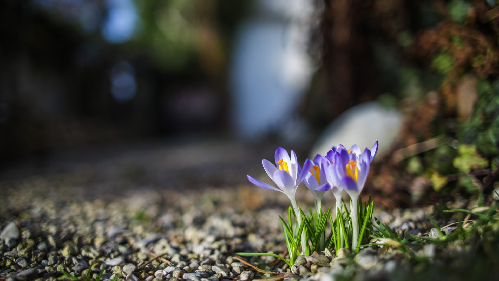 Обои цветы, камни, бутоны, лепестки, размытость, весна, крокусы, flowers, stones, buds, petals, blur, spring, crocuses разрешение 2880x1800 Загрузить