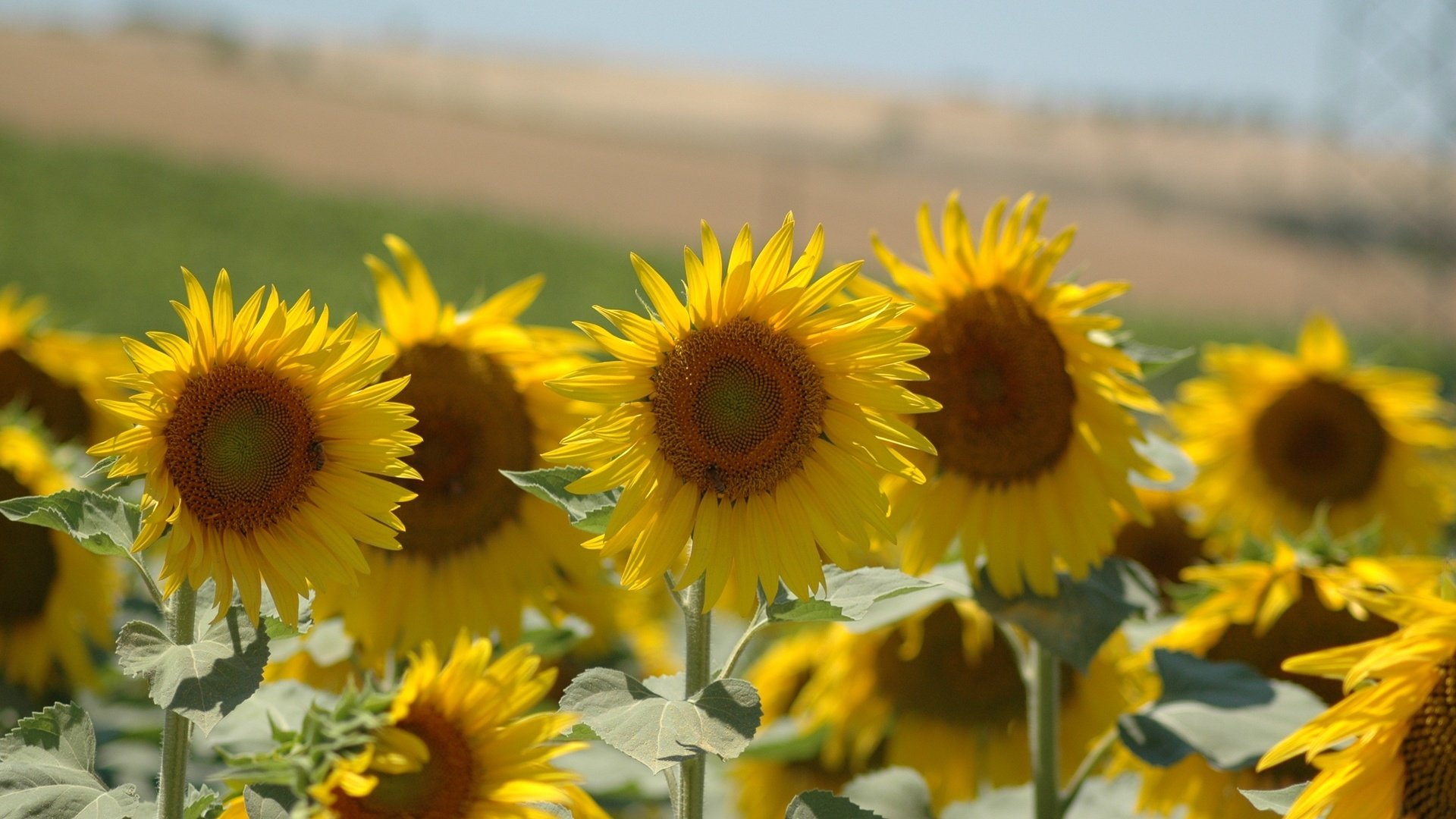 Обои листья, лепестки, подсолнухи, стебли, желтые, leaves, petals, sunflowers, stems, yellow разрешение 3008x2000 Загрузить