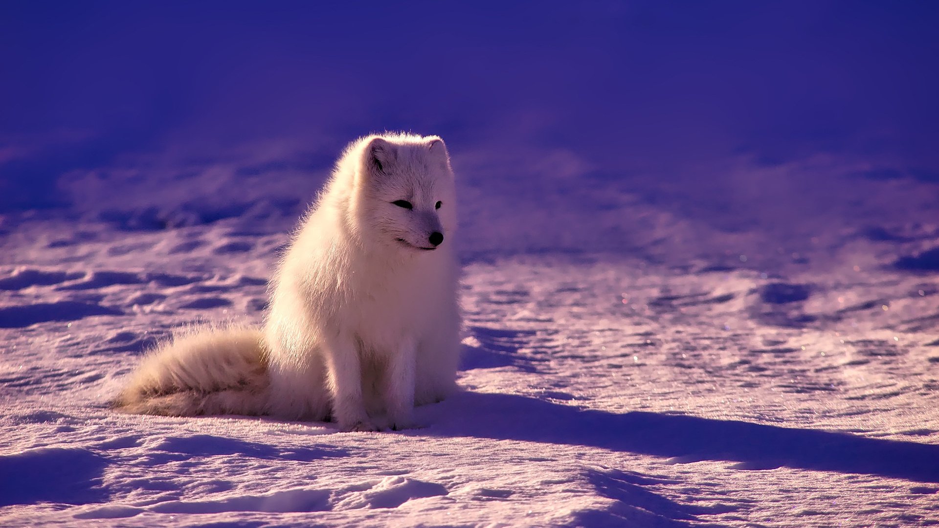 Обои снег, зима, тени, песец, солнечный свет, полярная лисица, арктическая лиса, snow, winter, shadows, fox, sunlight, polar fox, arctic fox разрешение 1920x1200 Загрузить