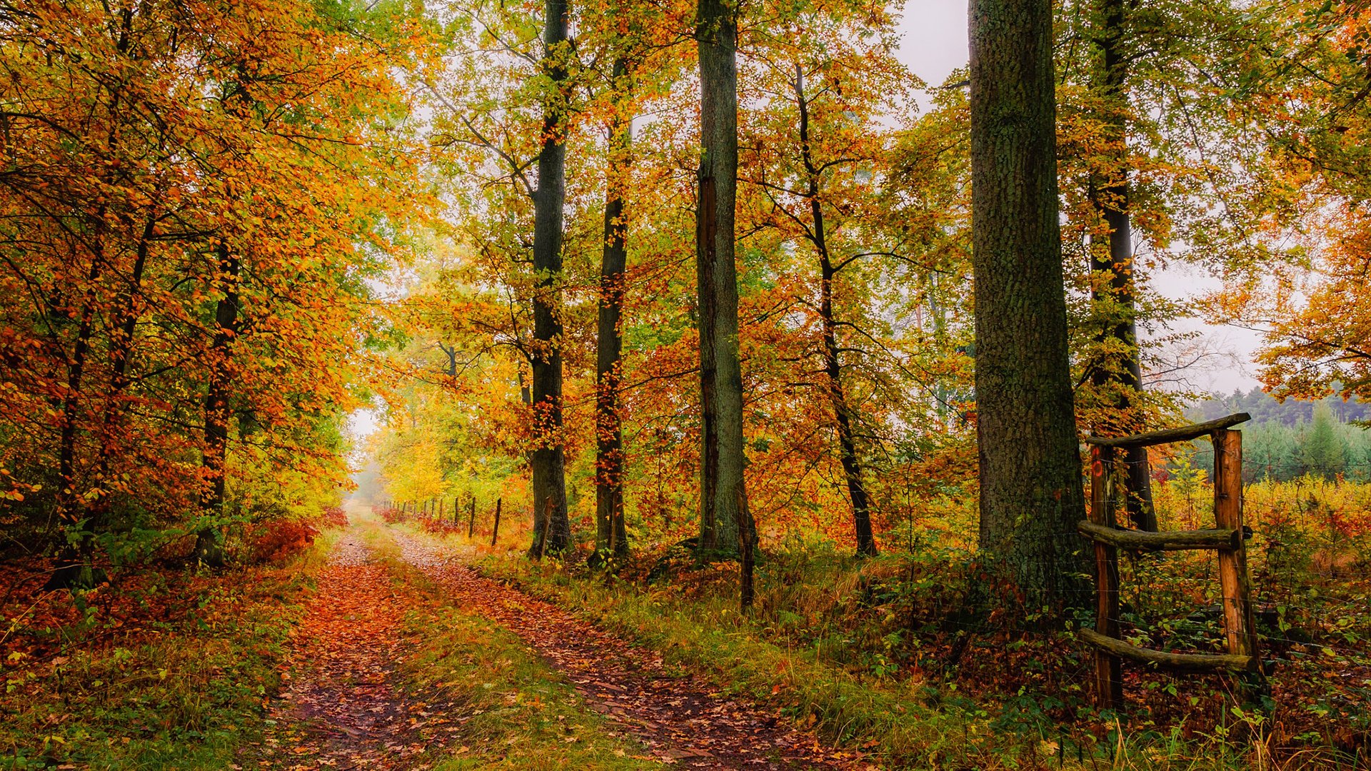 Обои дорога, деревья, природа, листья, осень, road, trees, nature, leaves, autumn разрешение 1920x1200 Загрузить