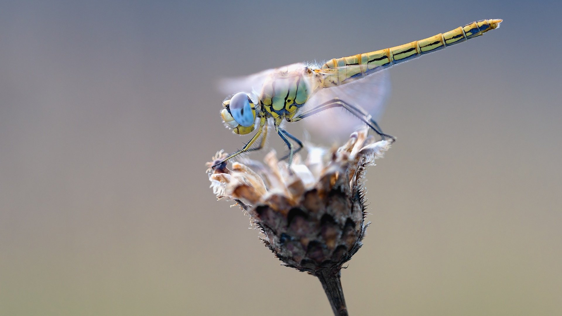 Обои макро, насекомое, цветок, крылья, стрекоза, растение, сухой, macro, insect, flower, wings, dragonfly, plant, dry разрешение 1920x1279 Загрузить