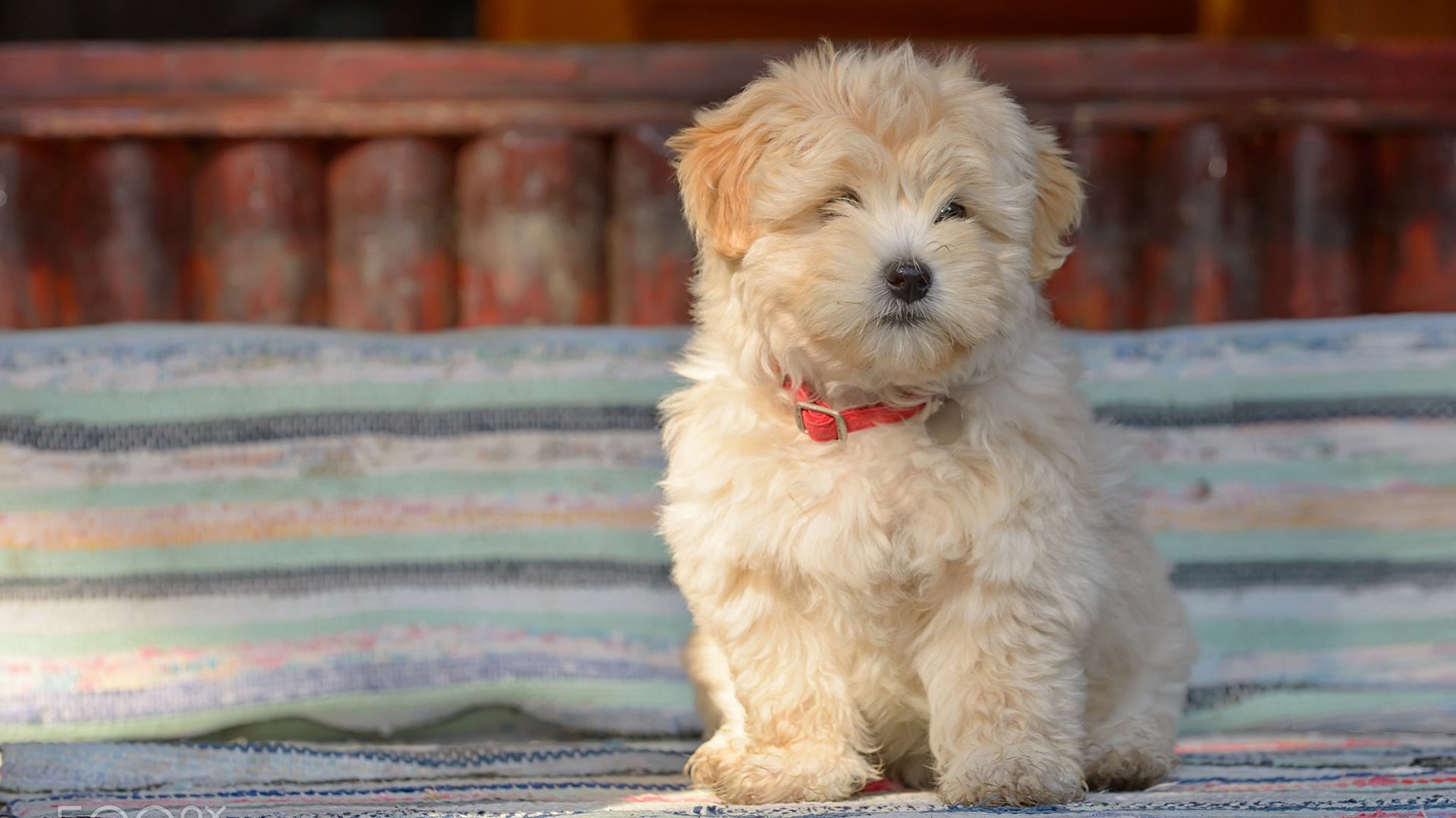 Обои собака, щенок, овчарка, болонка, jordache, румынская овчарка, dog, puppy, shepherd, lapdog, romanian shepherd разрешение 1920x1200 Загрузить