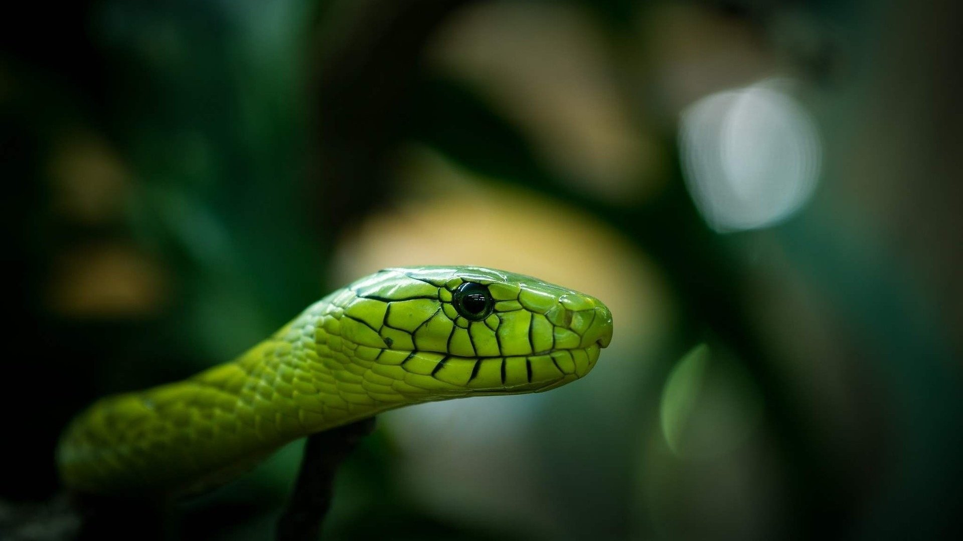 Обои размытость, змея, зеленая, голова, рептилия, пресмыкающиеся, blur, snake, green, head, reptile, reptiles разрешение 1920x1200 Загрузить