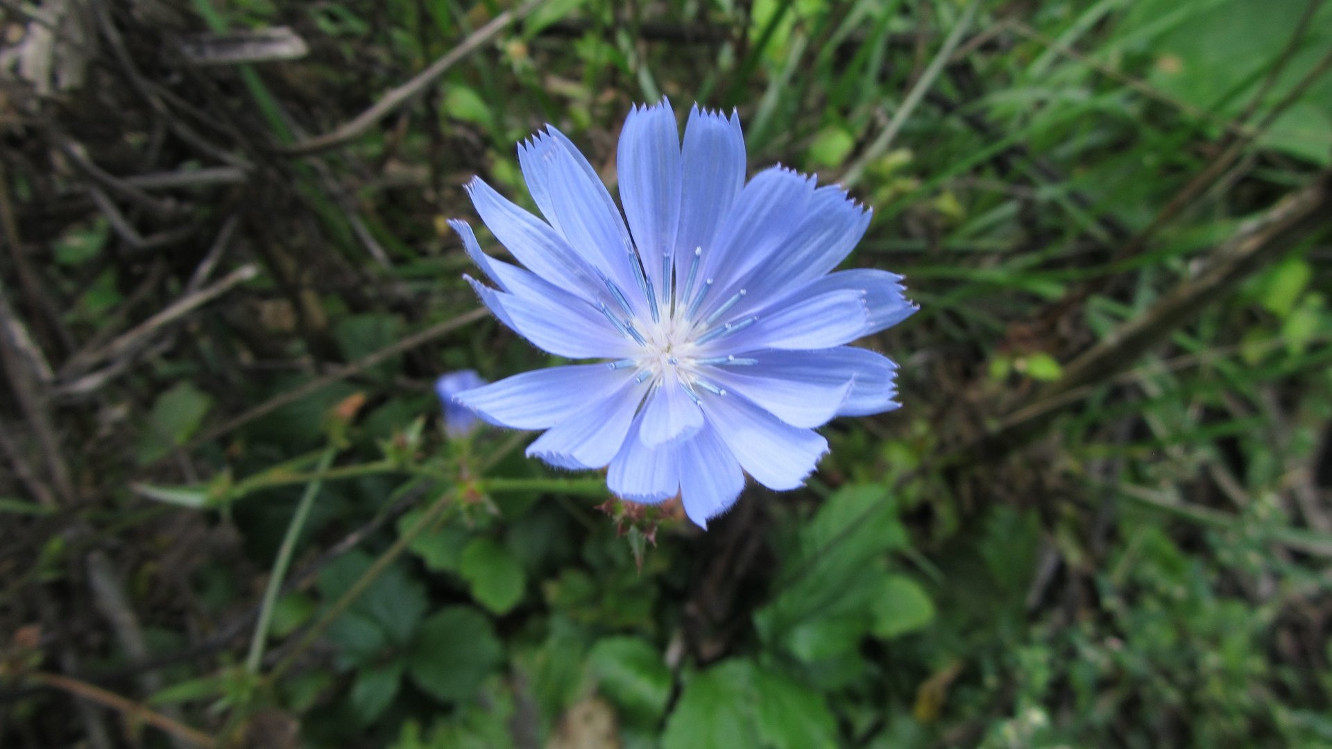 Обои зелень, цветок, лепестки, голубой, тычинки, цикорий, greens, flower, petals, blue, stamens, chicory разрешение 4320x3240 Загрузить