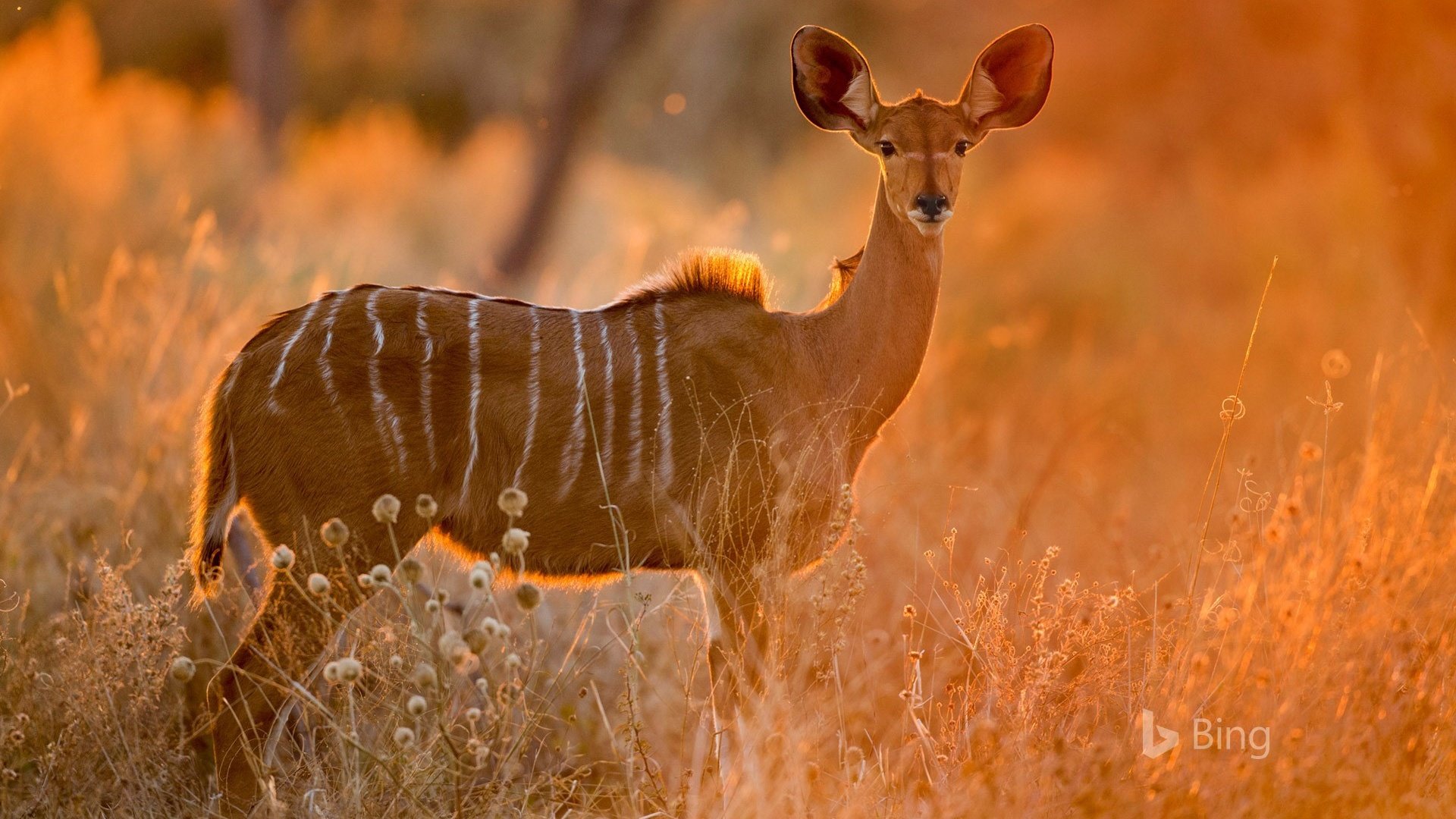 Обои трава, африка, саванна, антилопа, ботсвана, куду, малый куду, grass, africa, savannah, antelope, botswana разрешение 1920x1200 Загрузить