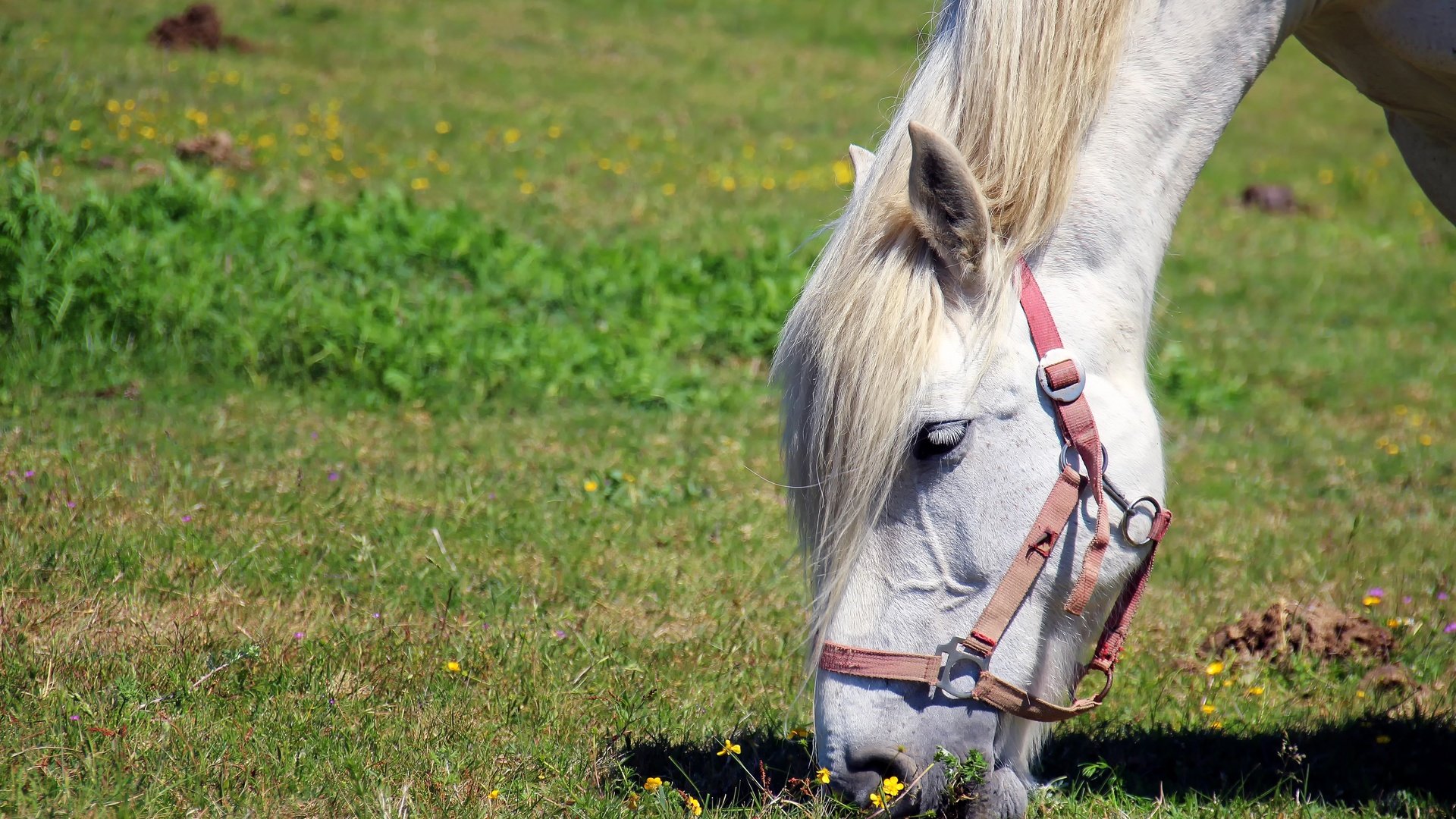 Обои лошадь, трава, конь, грива, horse, grass, mane разрешение 5184x3456 Загрузить