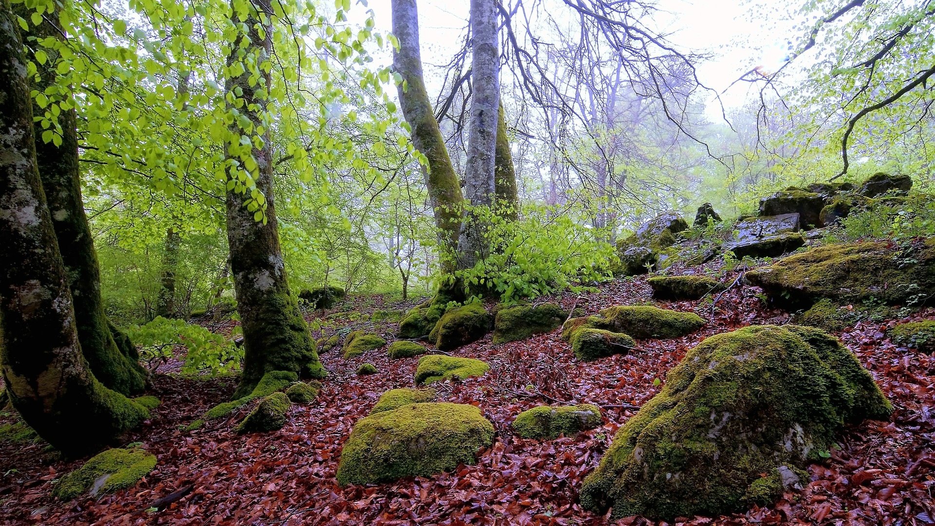 Обои деревья, камни, лес, пейзаж, осень, мох, валуны, осенние листья, trees, stones, forest, landscape, autumn, moss, boulders, autumn leaves разрешение 4288x2848 Загрузить