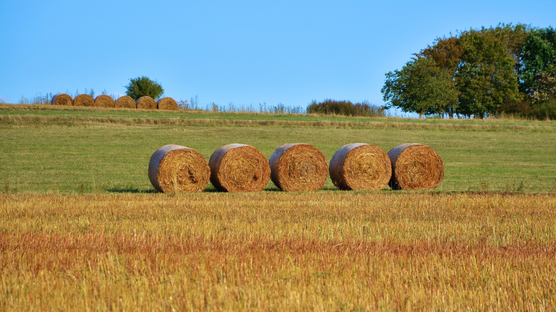 Обои поле, сено, тюки, рулоны, сельское хозяйство, field, hay, bales, rolls разрешение 4998x2761 Загрузить