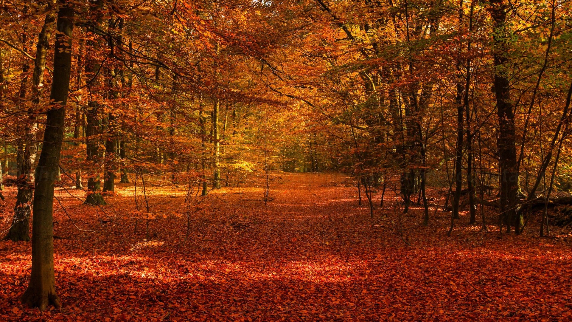 Обои деревья, лес, листва, осень, осенние листья, осенний лес, trees, forest, foliage, autumn, autumn leaves, autumn forest разрешение 2048x1365 Загрузить