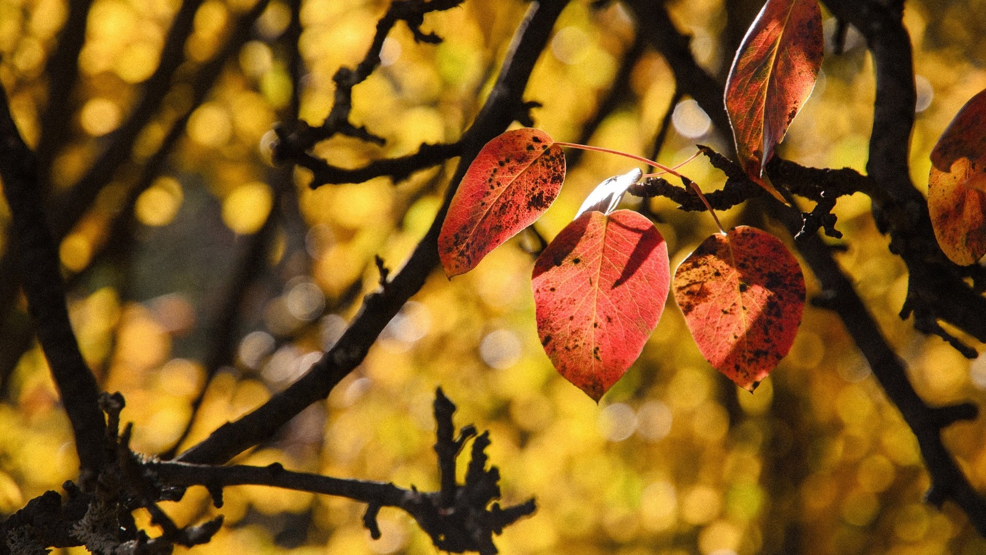 Обои природа, листья, ветки, осень, боке, осенние листья, nature, leaves, branches, autumn, bokeh, autumn leaves разрешение 2560x1696 Загрузить