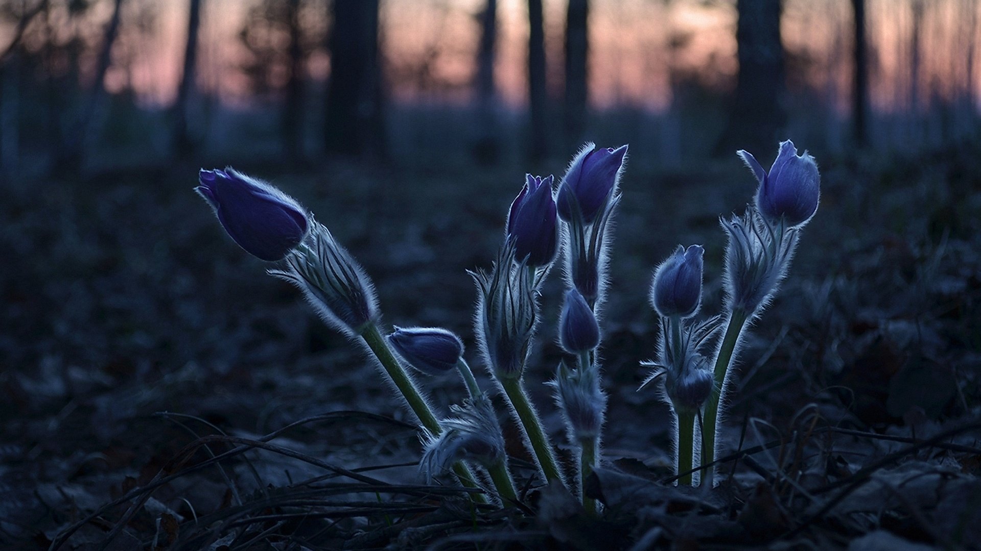 Обои лесные цветы, forest flowers разрешение 1920x1260 Загрузить