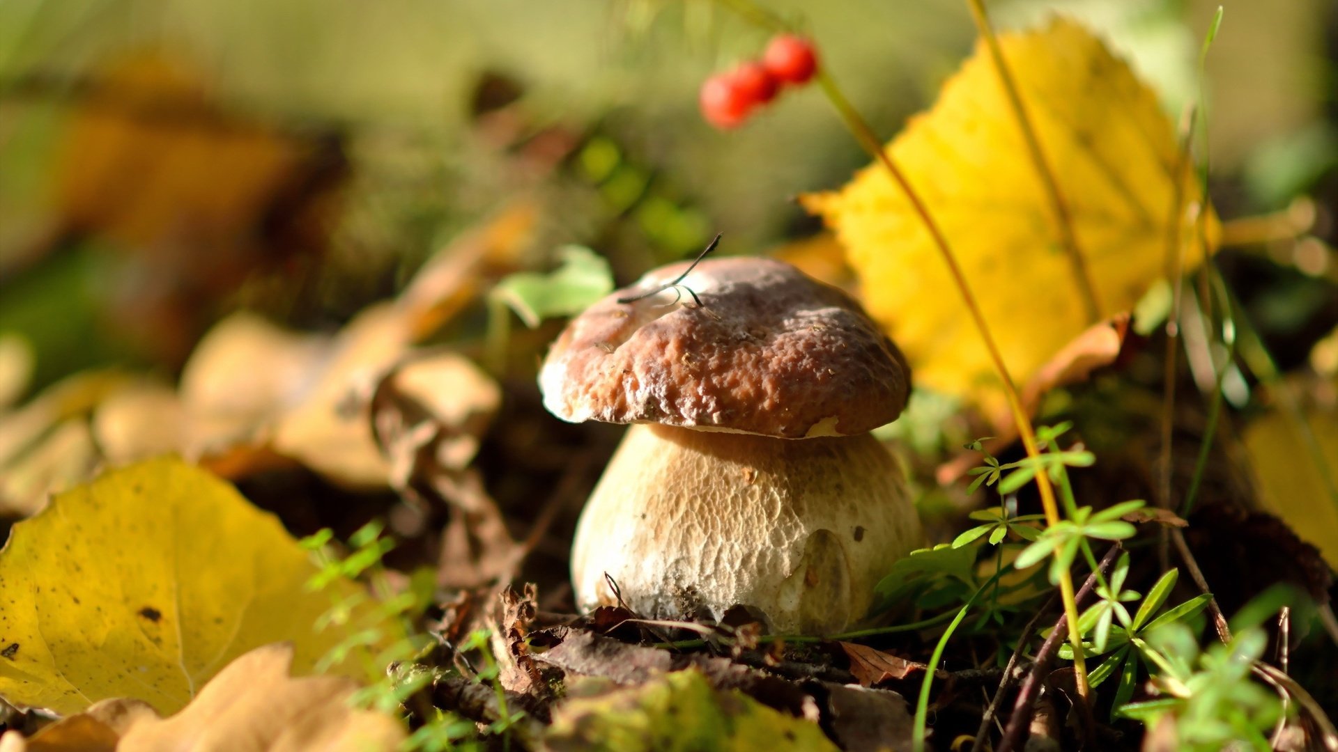 Обои природа, осень, гриб, ягоды, белый гриб, осенние листья, nature, autumn, mushroom, berries, white mushroom, autumn leaves разрешение 2560x1600 Загрузить