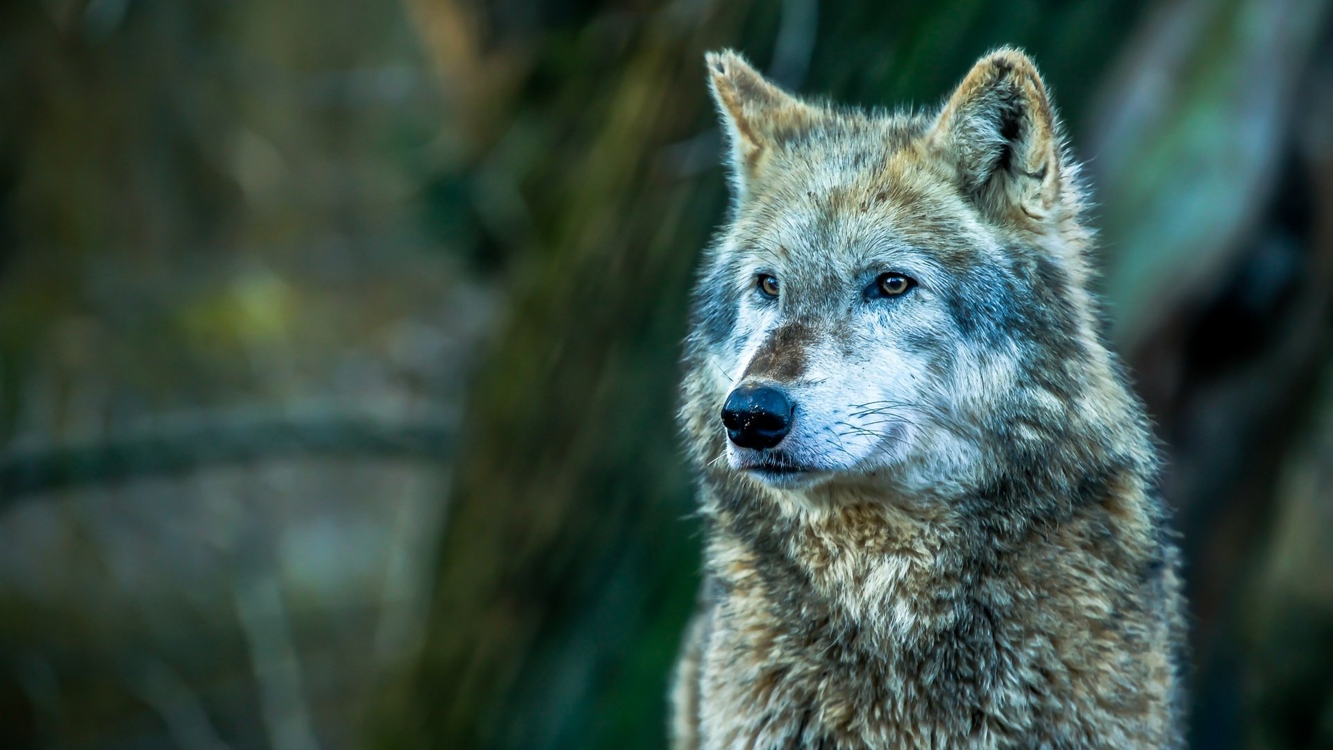 Обои морда, взгляд, хищник, волк, face, look, predator, wolf разрешение 2400x1631 Загрузить