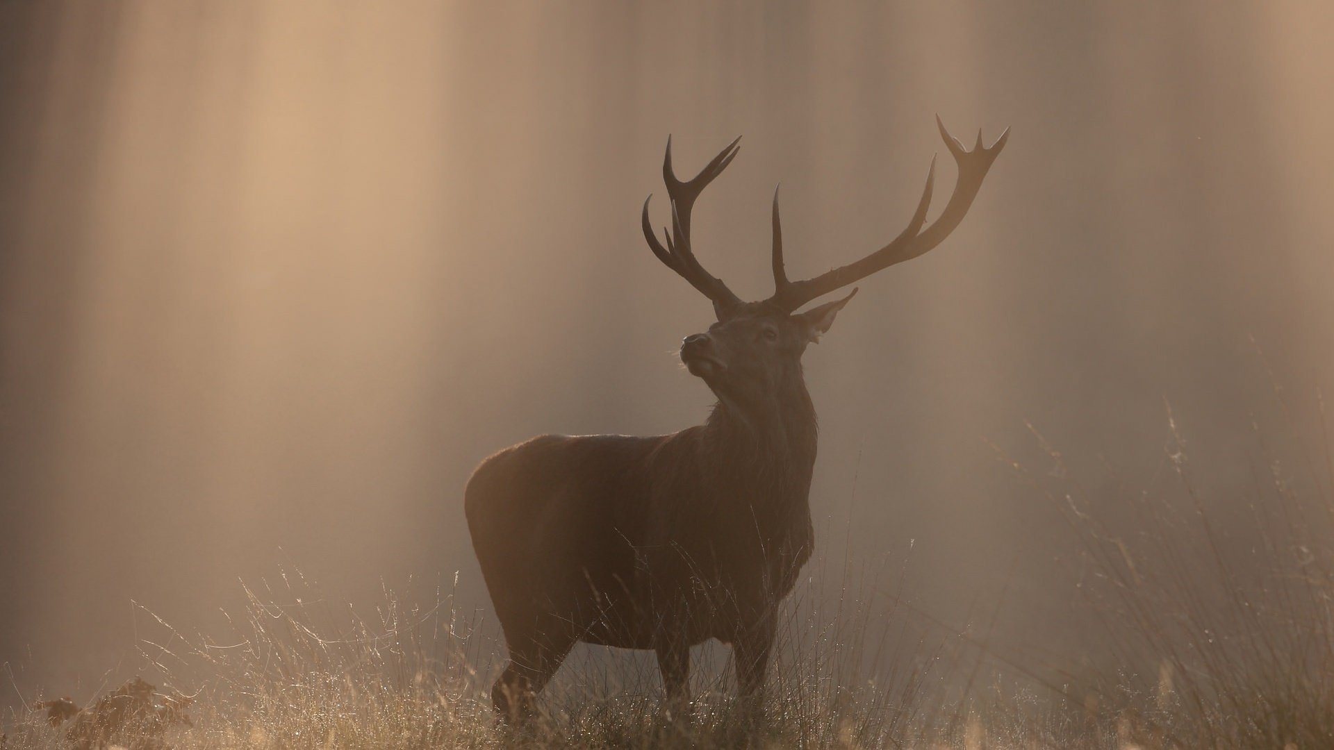 Обои природа, олень, туман, осень, рога, солнечный свет, nature, deer, fog, autumn, horns, sunlight разрешение 2048x1081 Загрузить