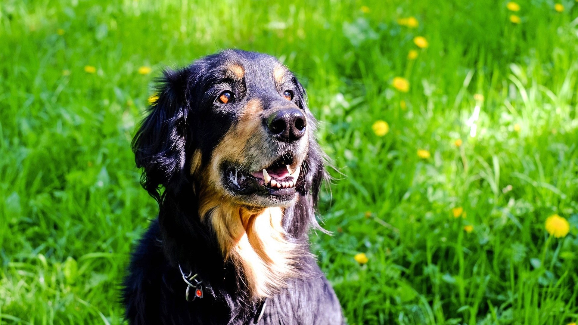 Обои трава, мордочка, взгляд, собака, одуванчики, ховаварт, grass, muzzle, look, dog, dandelions, hovawart разрешение 1920x1281 Загрузить