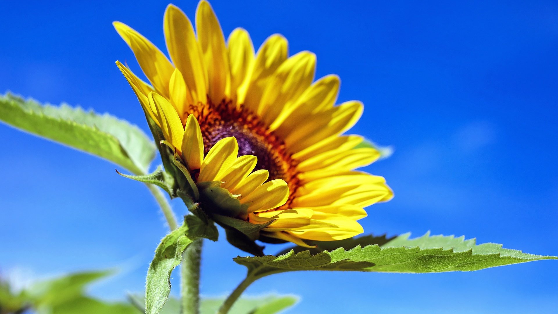 Обои небо, листья, лепестки, подсолнух, желтый цветок, the sky, leaves, petals, sunflower, yellow flower разрешение 4896x3208 Загрузить