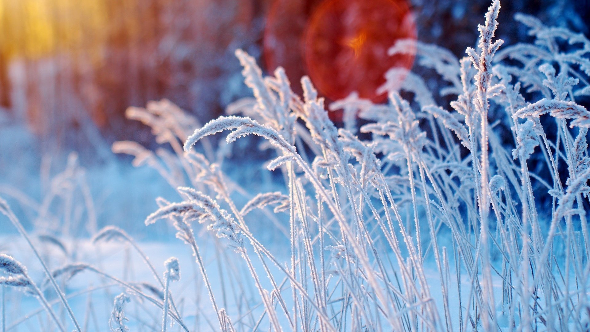 Обои трава, снег, зима, макро, иней, колоски, растение, grass, snow, winter, macro, frost, spikelets, plant разрешение 1920x1283 Загрузить