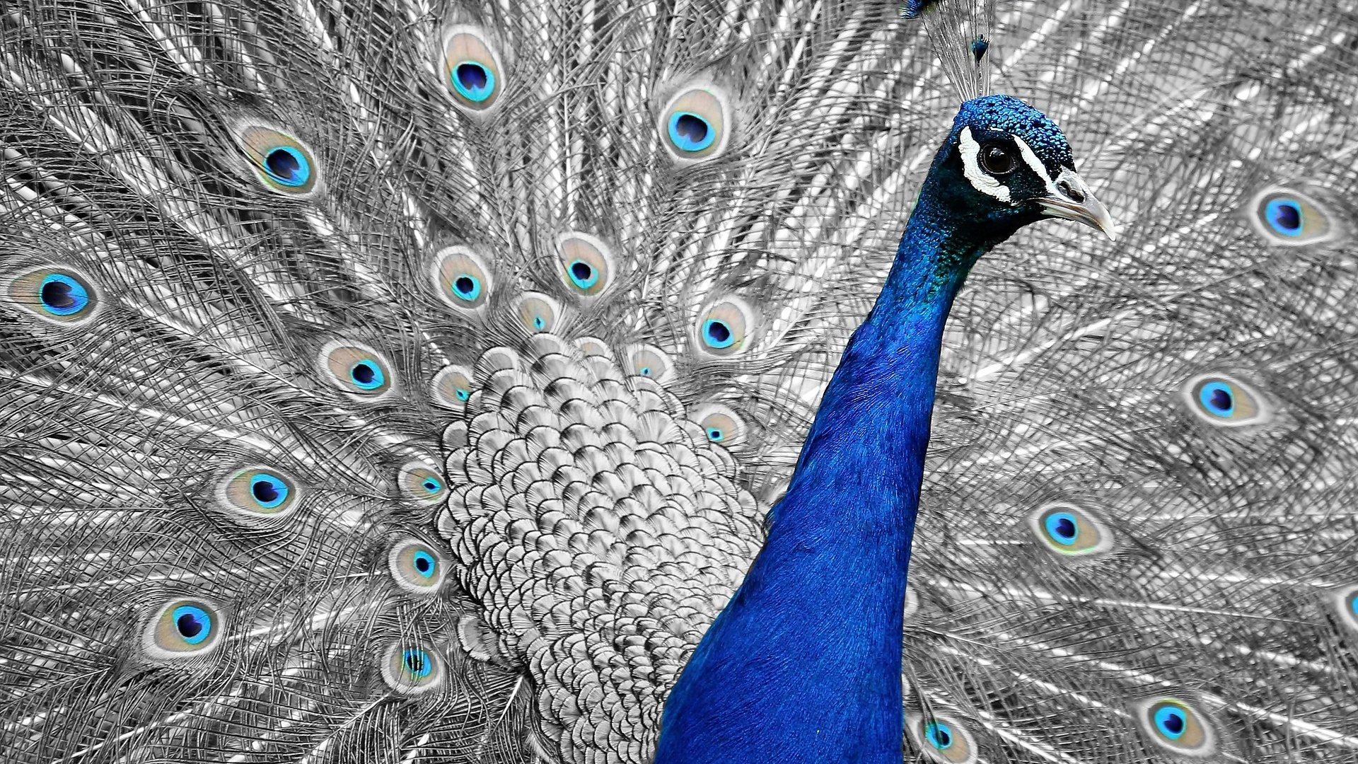 Обои птица, клюв, павлин, перья, хвост, bird, beak, peacock, feathers, tail разрешение 1920x1329 Загрузить