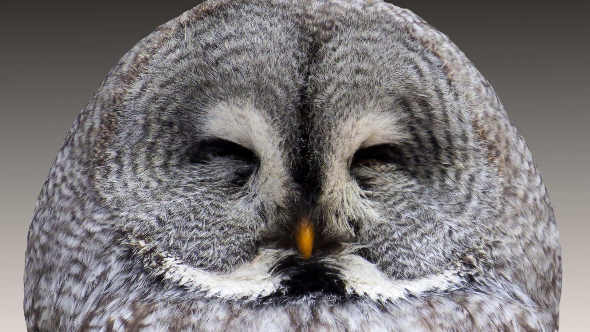 Обои сова, птица, клюв, перья, крупным планом, хищная птица, owl, bird, beak, feathers, closeup, bird of prey разрешение 3650x2616 Загрузить